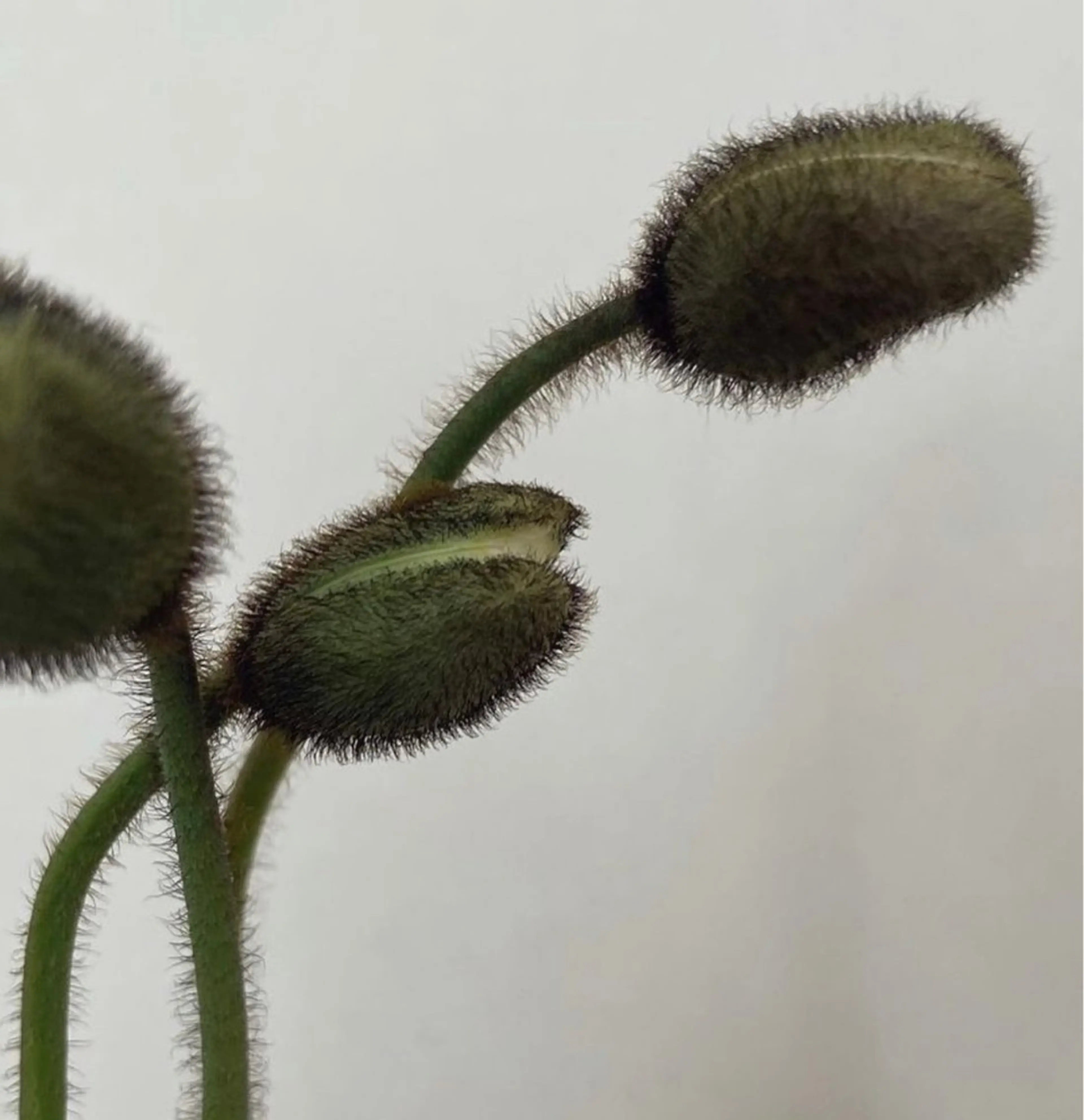 oak nail所属・óæk nailのネイルデザイン