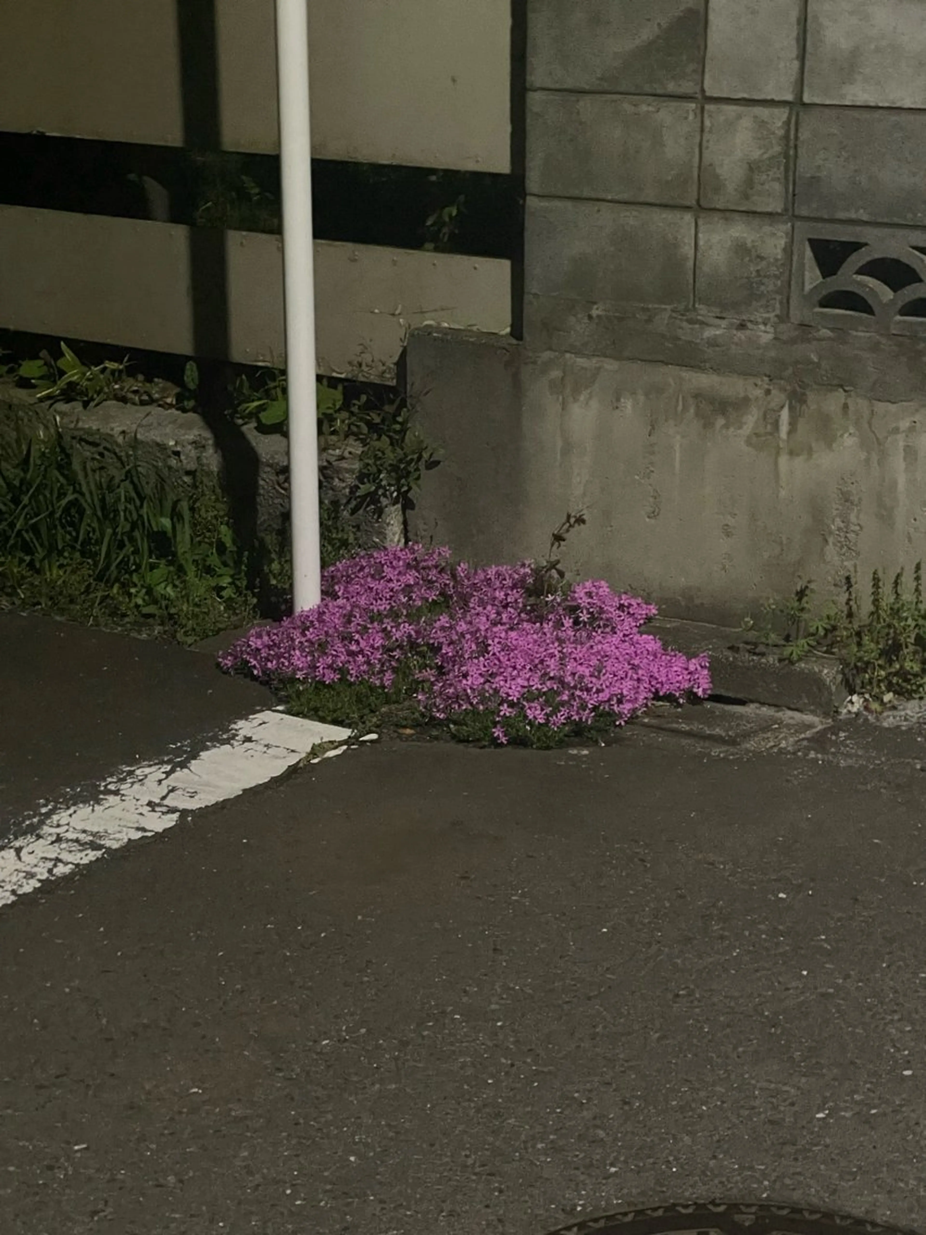 自然と惹かれる🪷 艶カラー/茉優♩のヘアスタイル