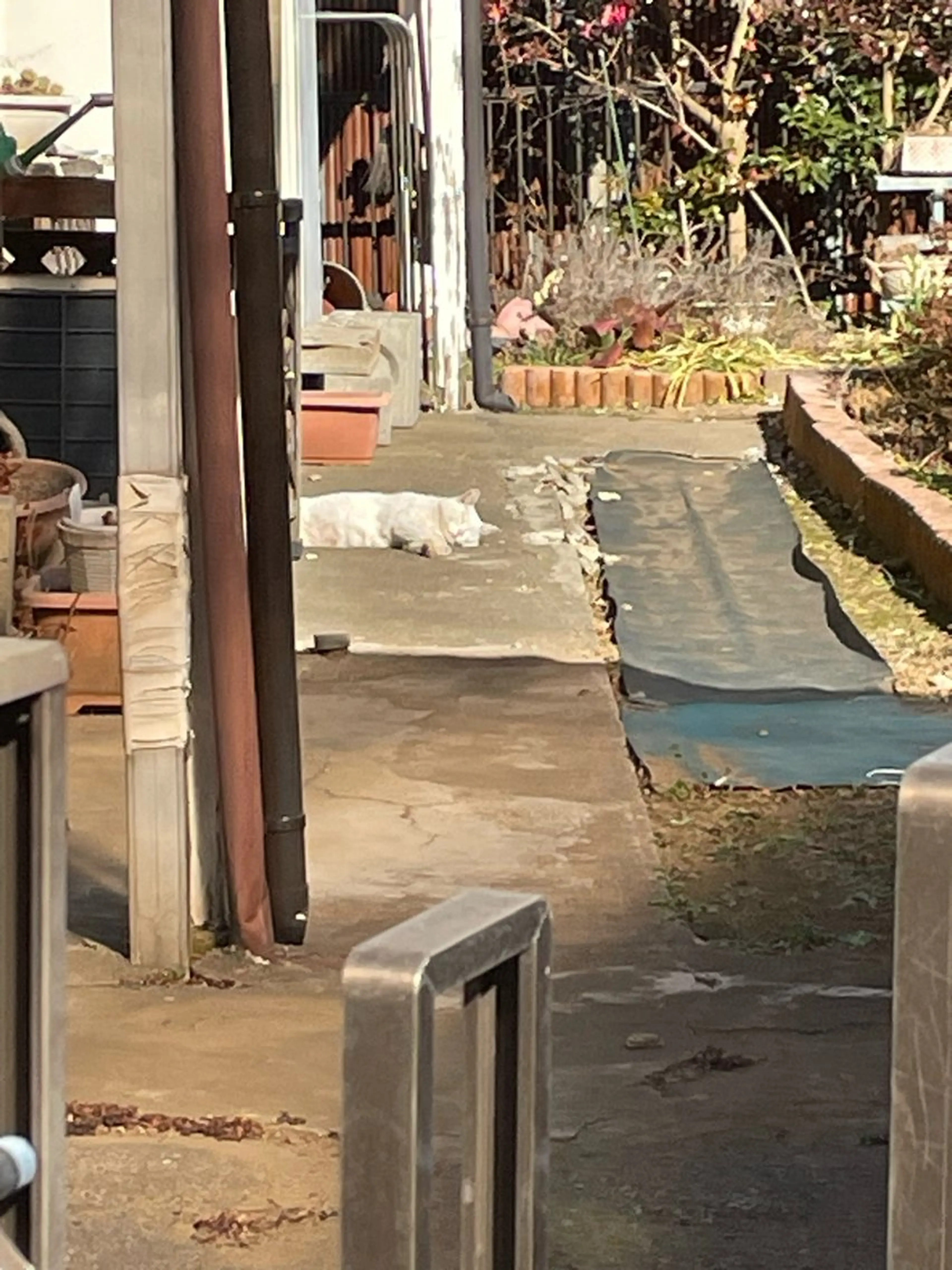 Spiky とうげ ふうかのネイルデザイン