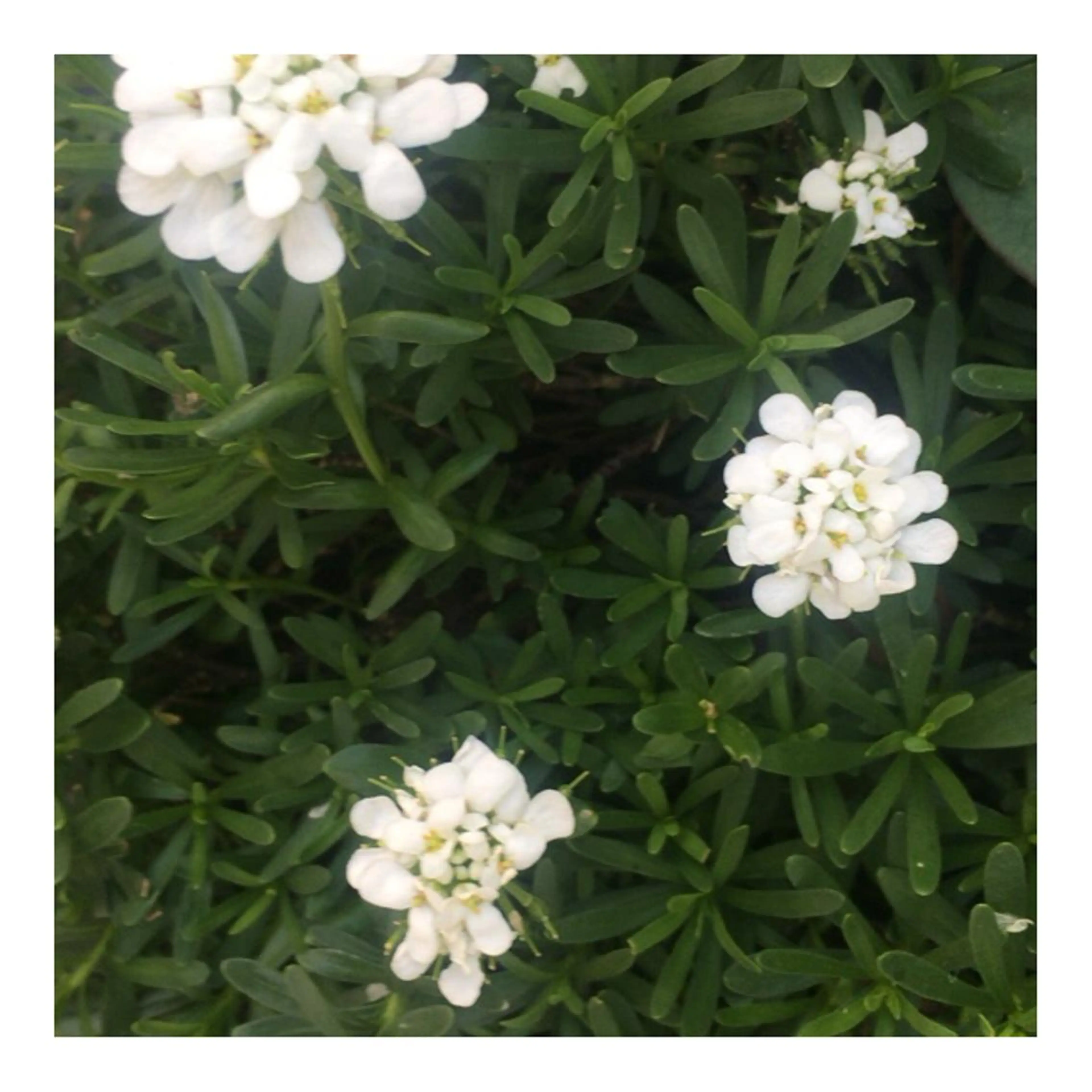 かみじょう ゆうこのヘアスタイル