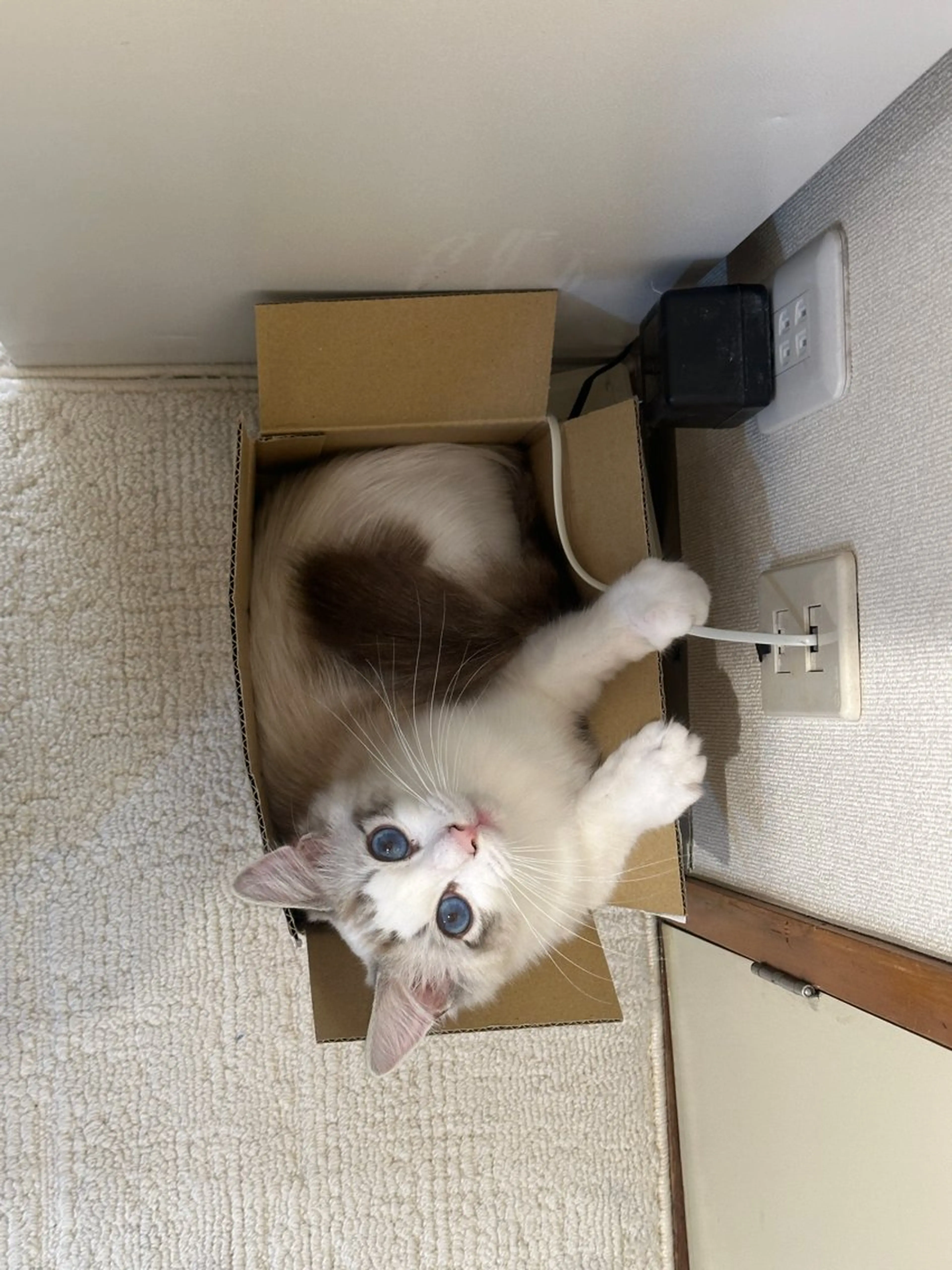 Sun Nail 池袋のネイルデザイン