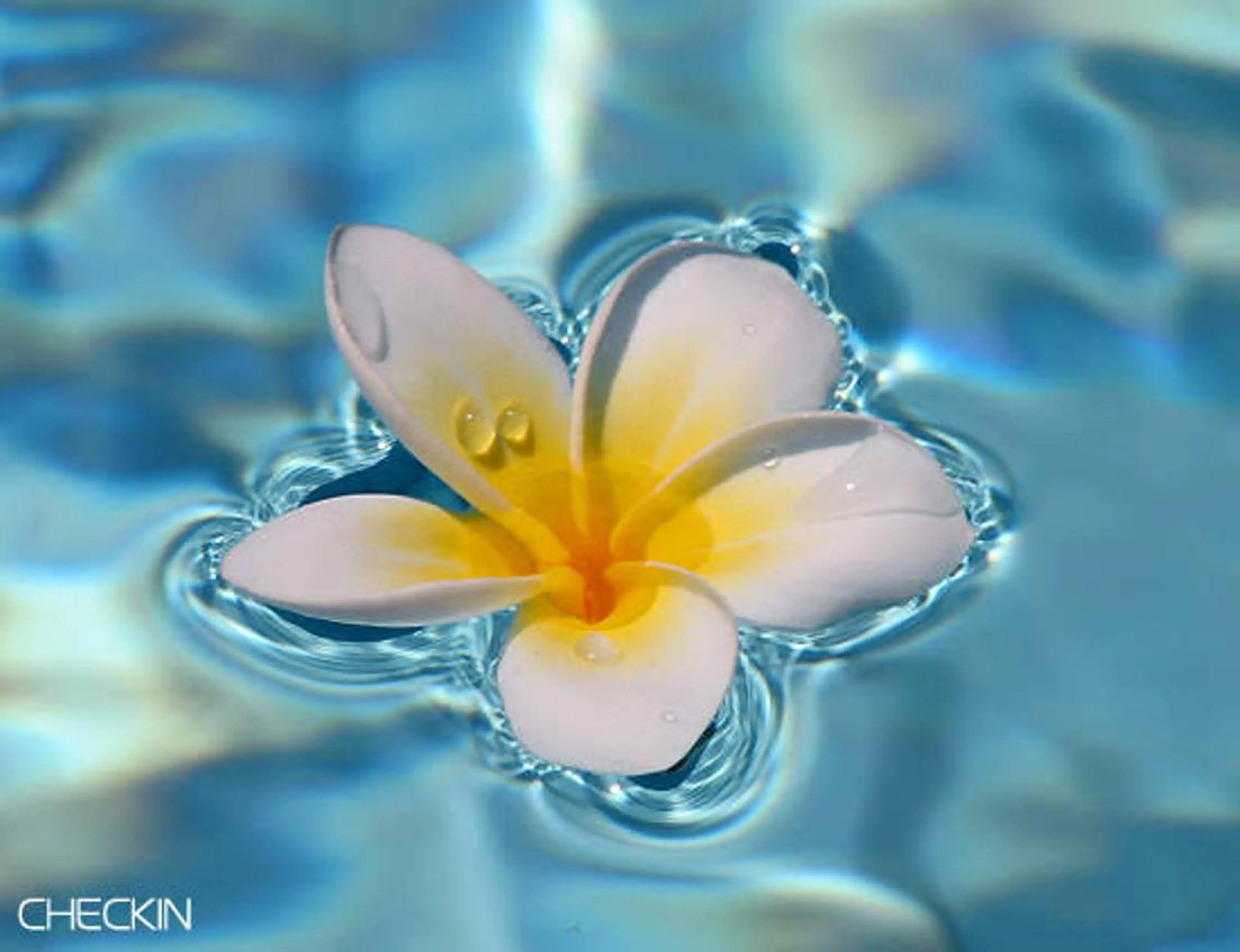 初回限定◎まつエク付け放題!!!の写真