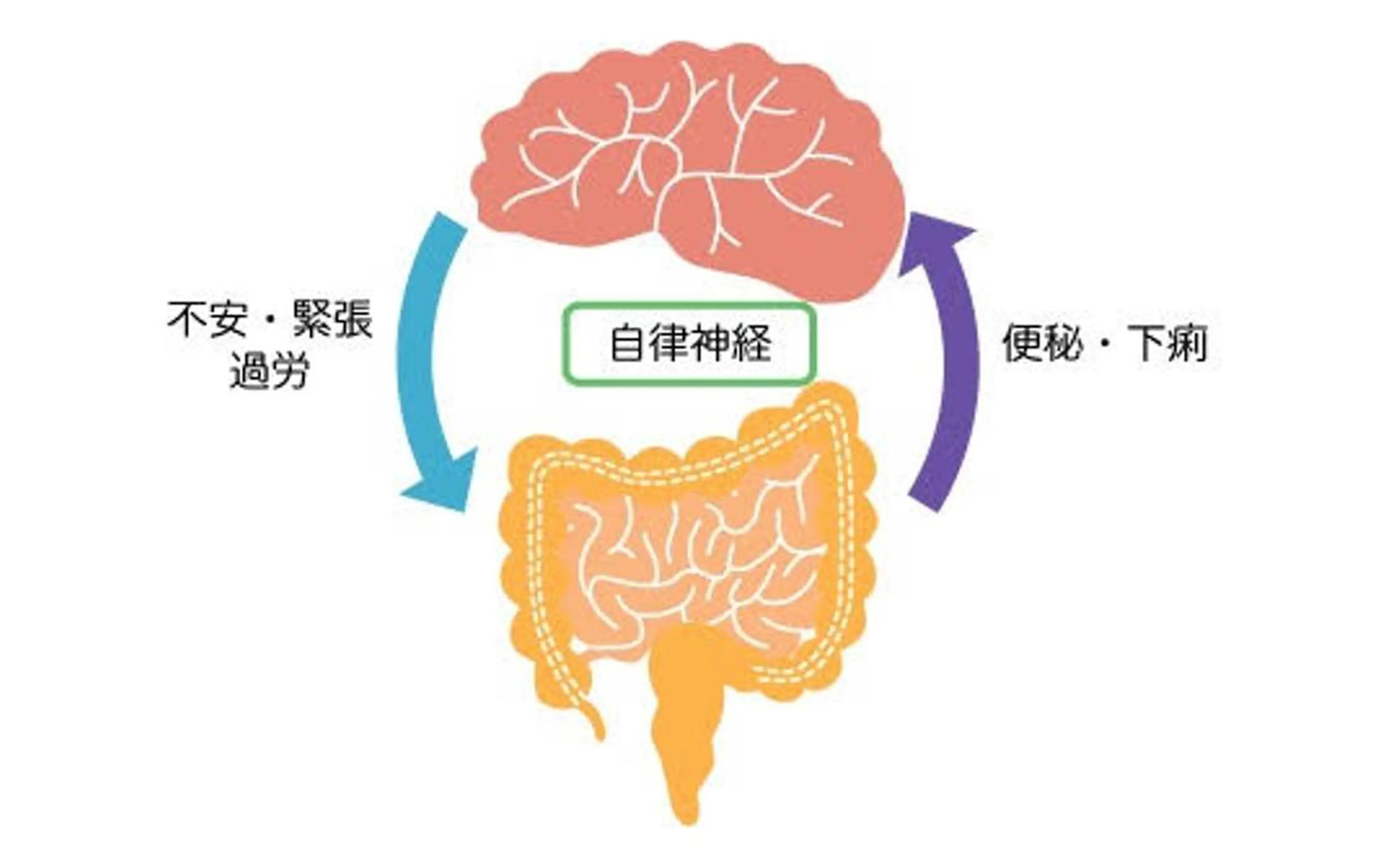 脳腸相関【腸もみ➕ドライヘッドマッサージ】ガチガチになった頭とお腹を緩めます。デトックスジュース付きの写真