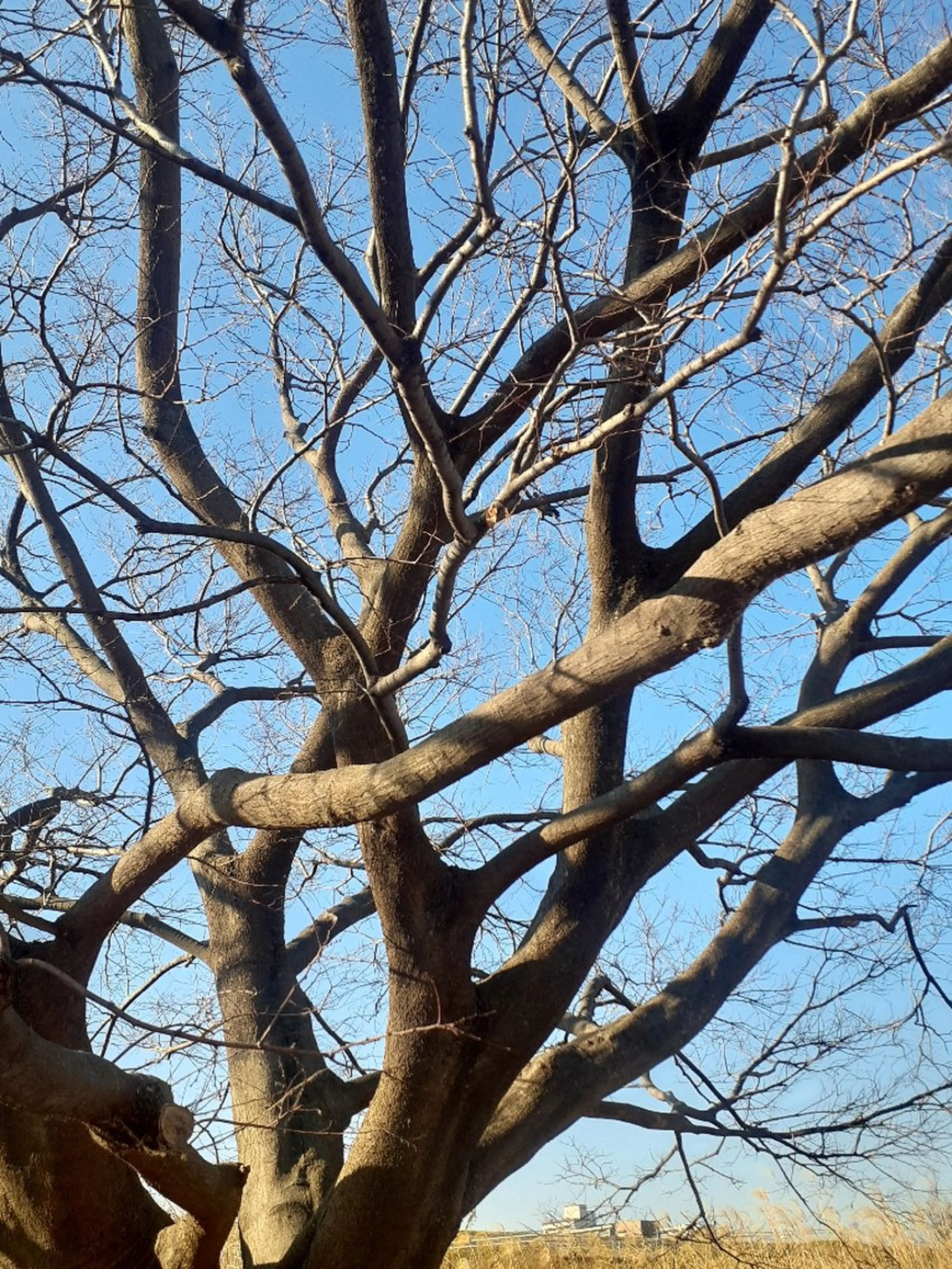 千の樹所属・久保 美咲(女性専用)のエステ・リラクイメージ