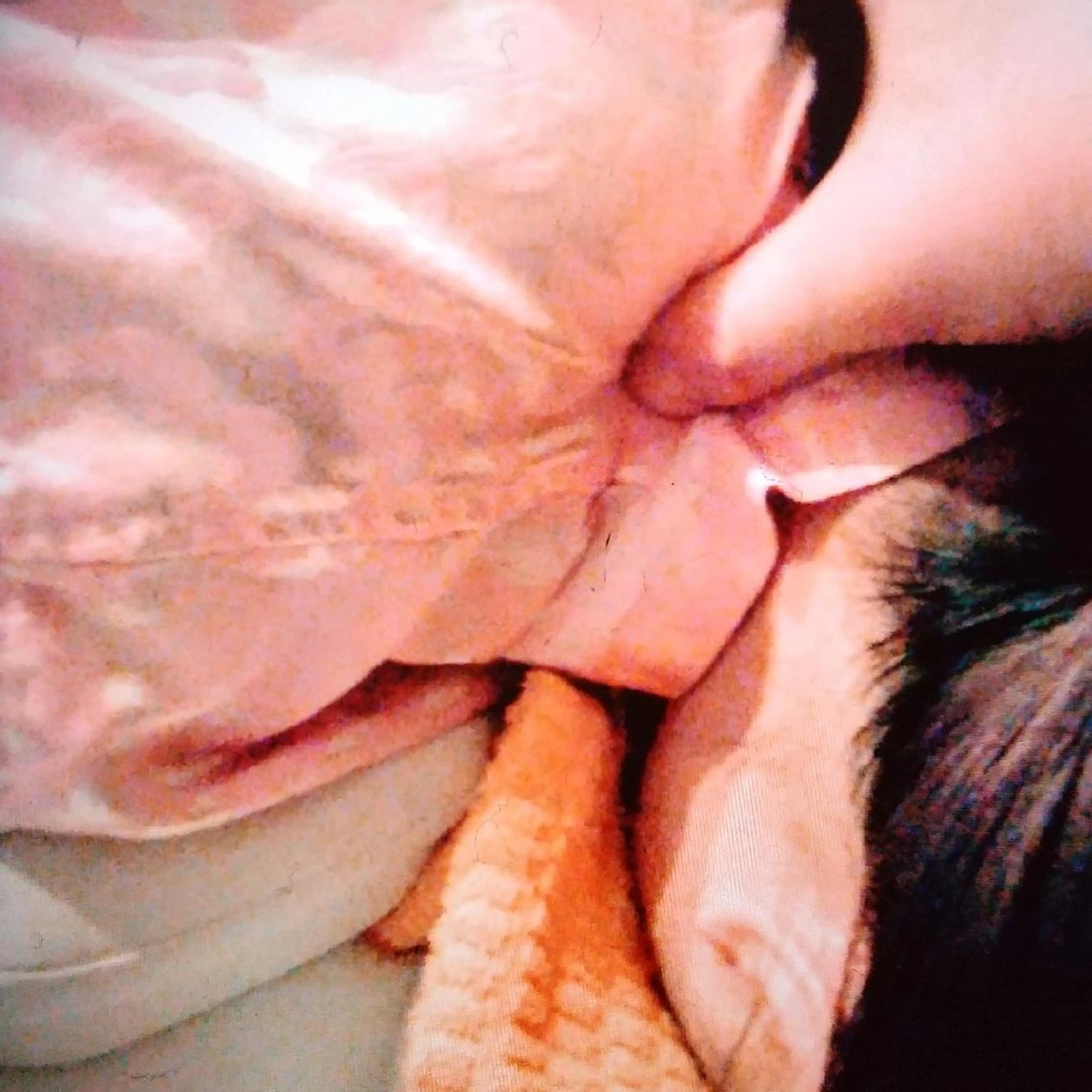 【初回限定】D.足裏+整体105分の写真