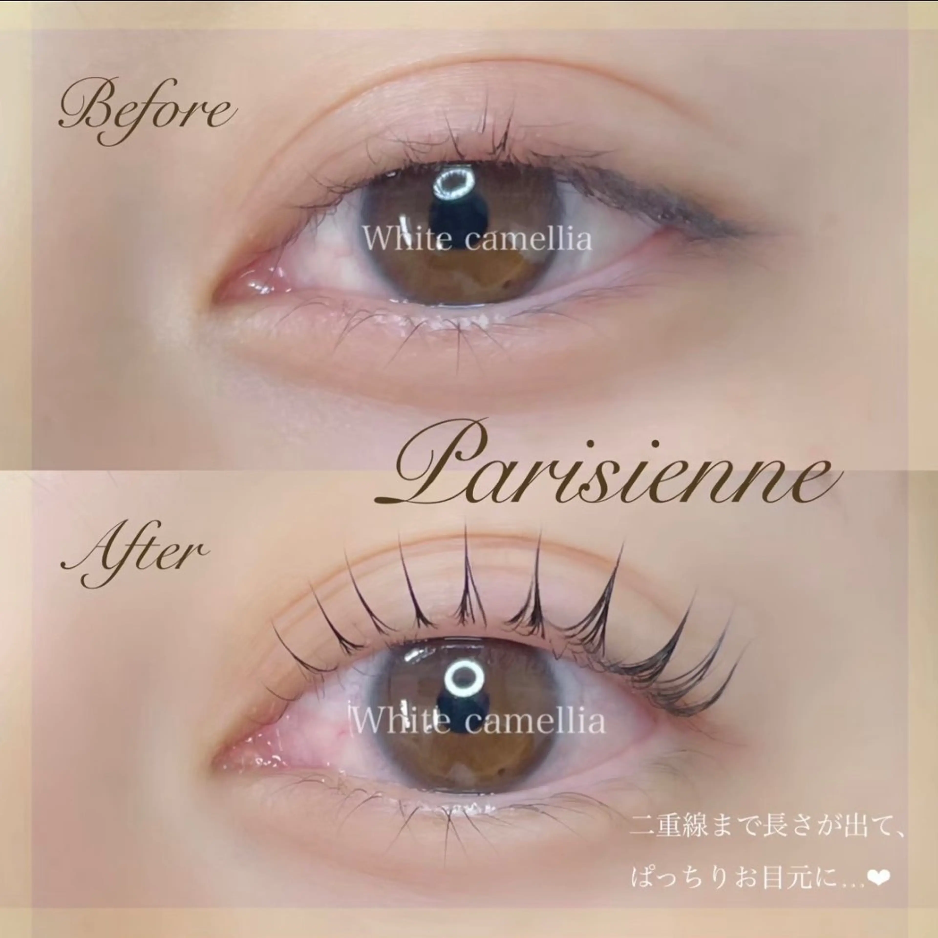 パリジェンヌラッシュリフト無料モデル様募集の写真