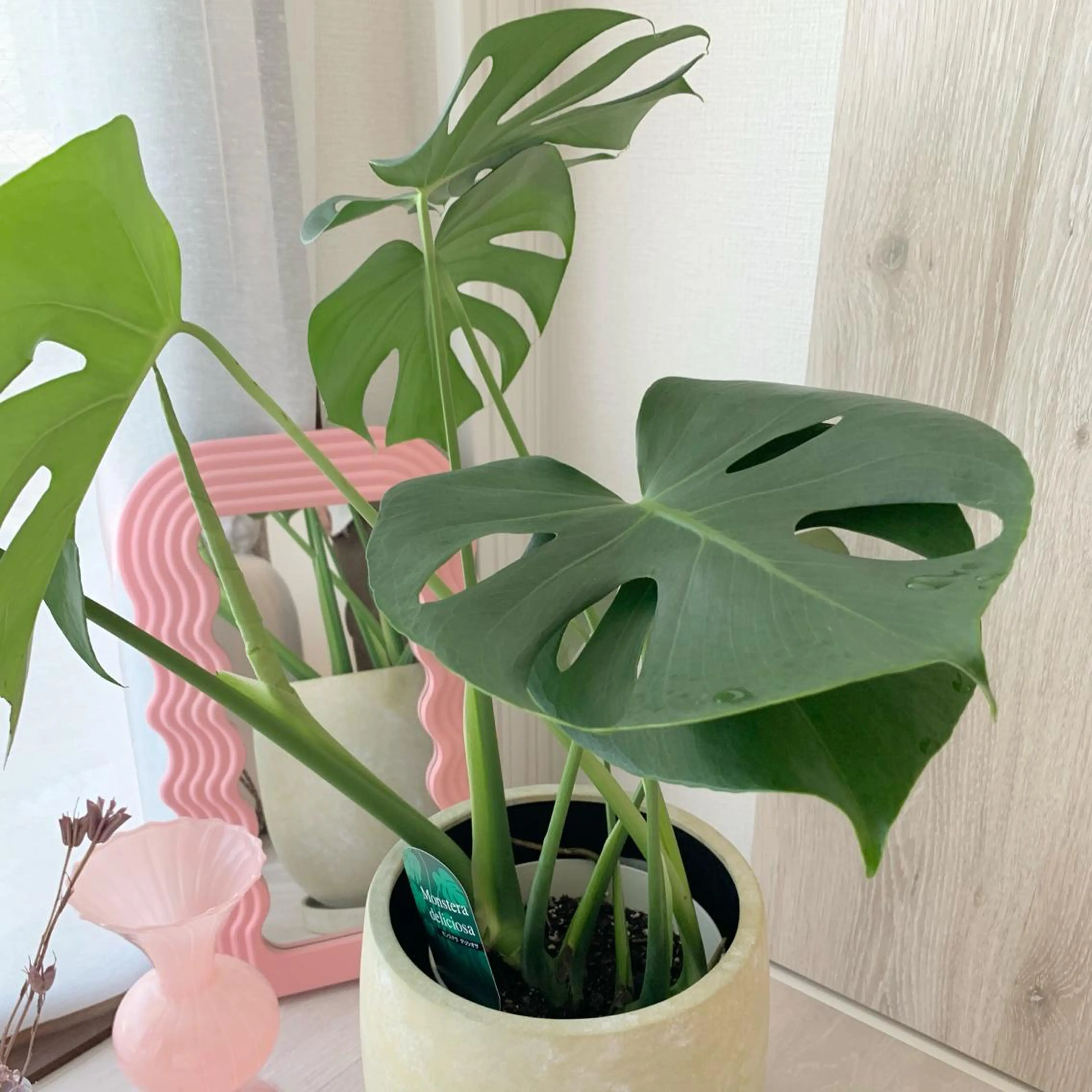 マツエク・マツパ Amy エイミーのその他イメージ