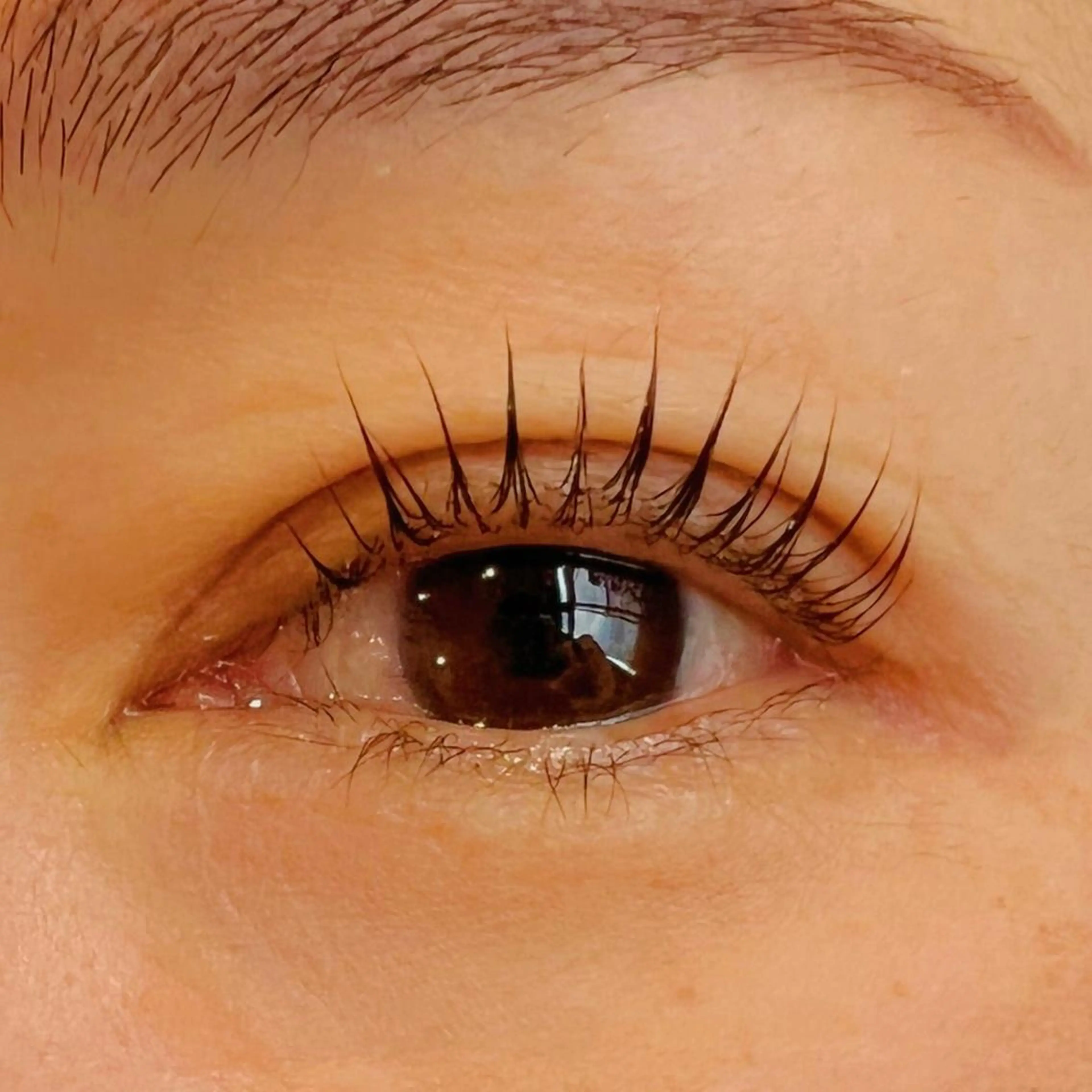 マツエク・マツパ Celeste Venus所属・🧸Celeste Venusのマツエク・マツパデザイン