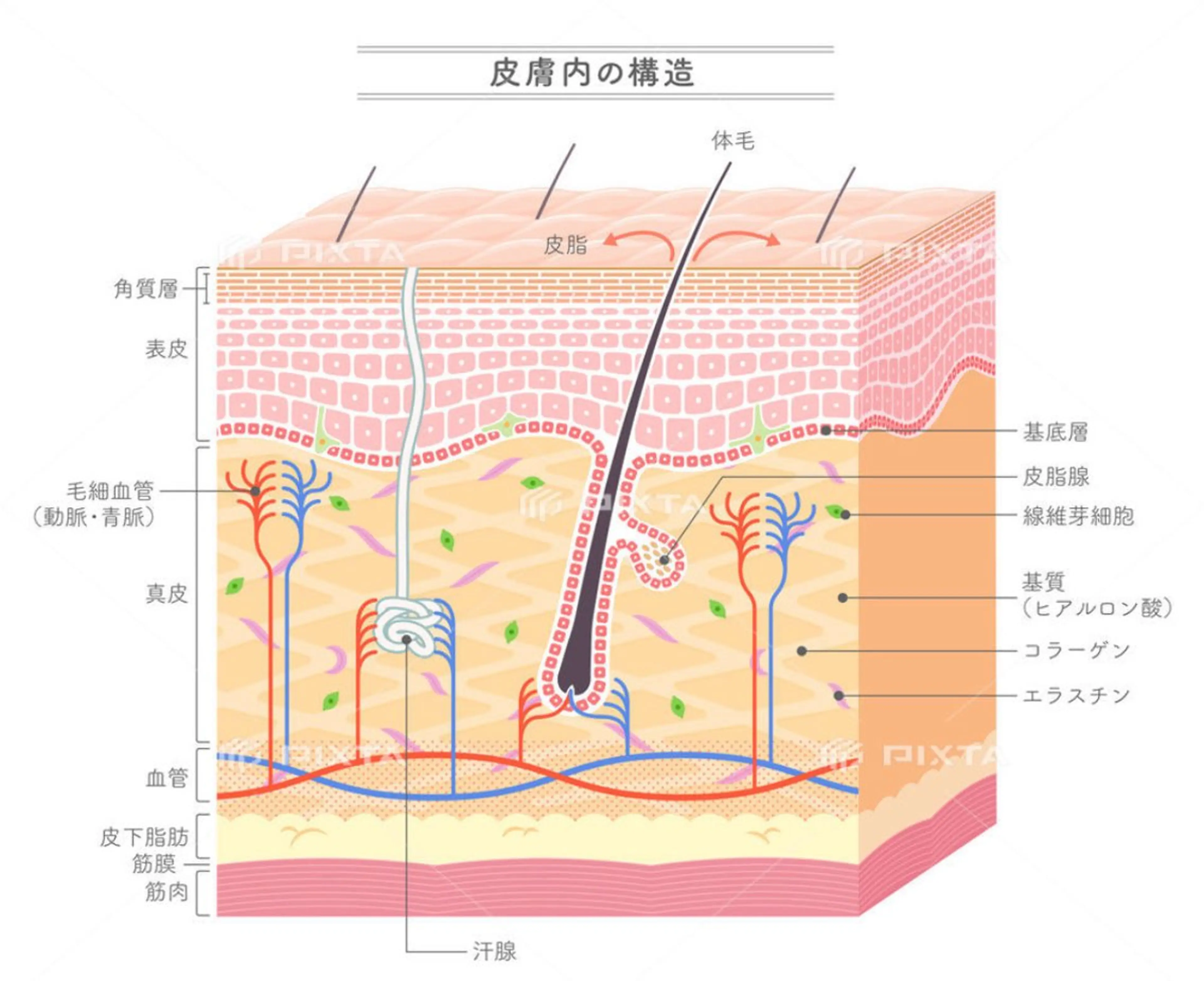 🅖🅤🅩🅔🅛 salonのエステ・リラクイメージ