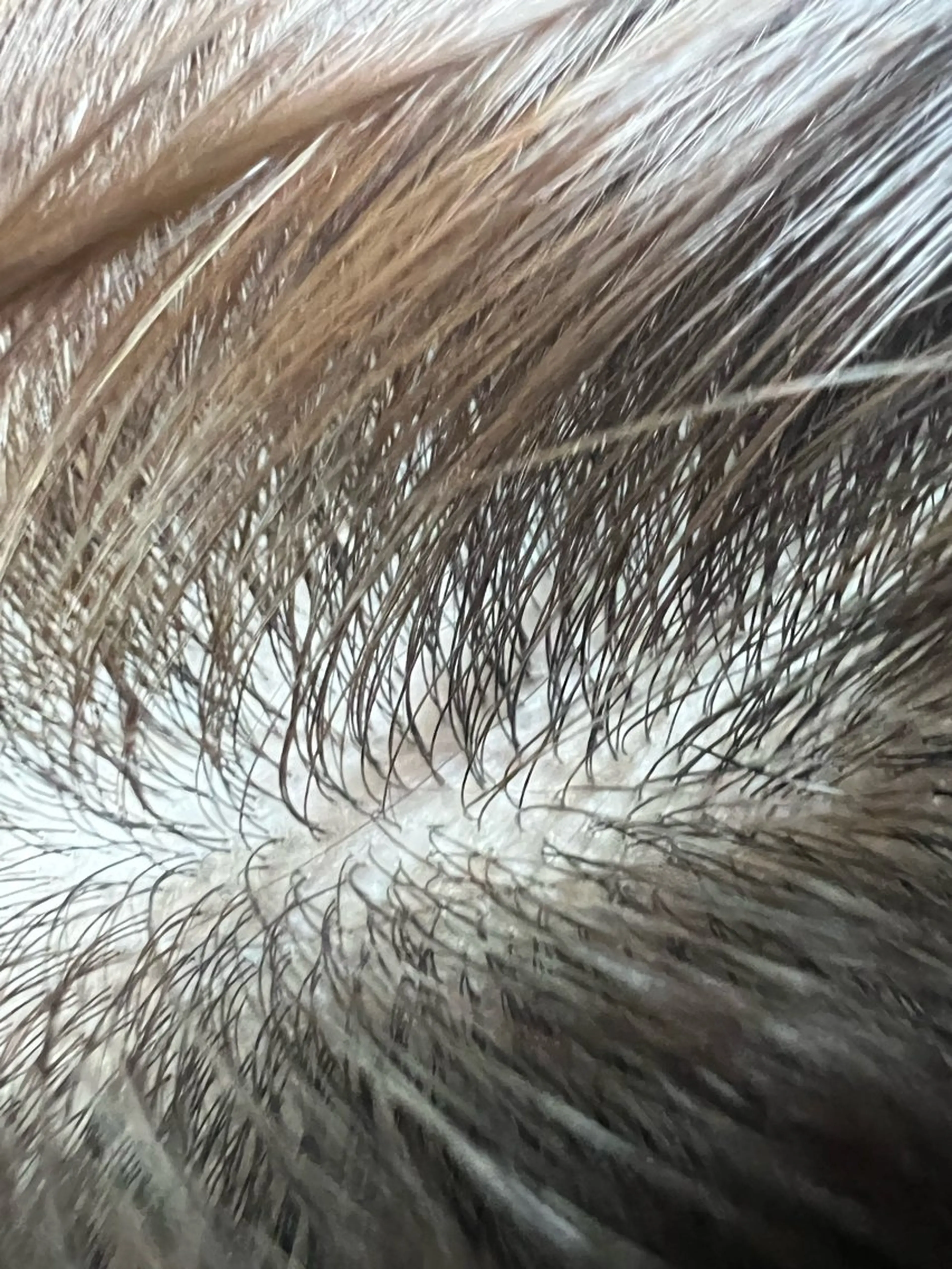 どす こいのヘアスタイル