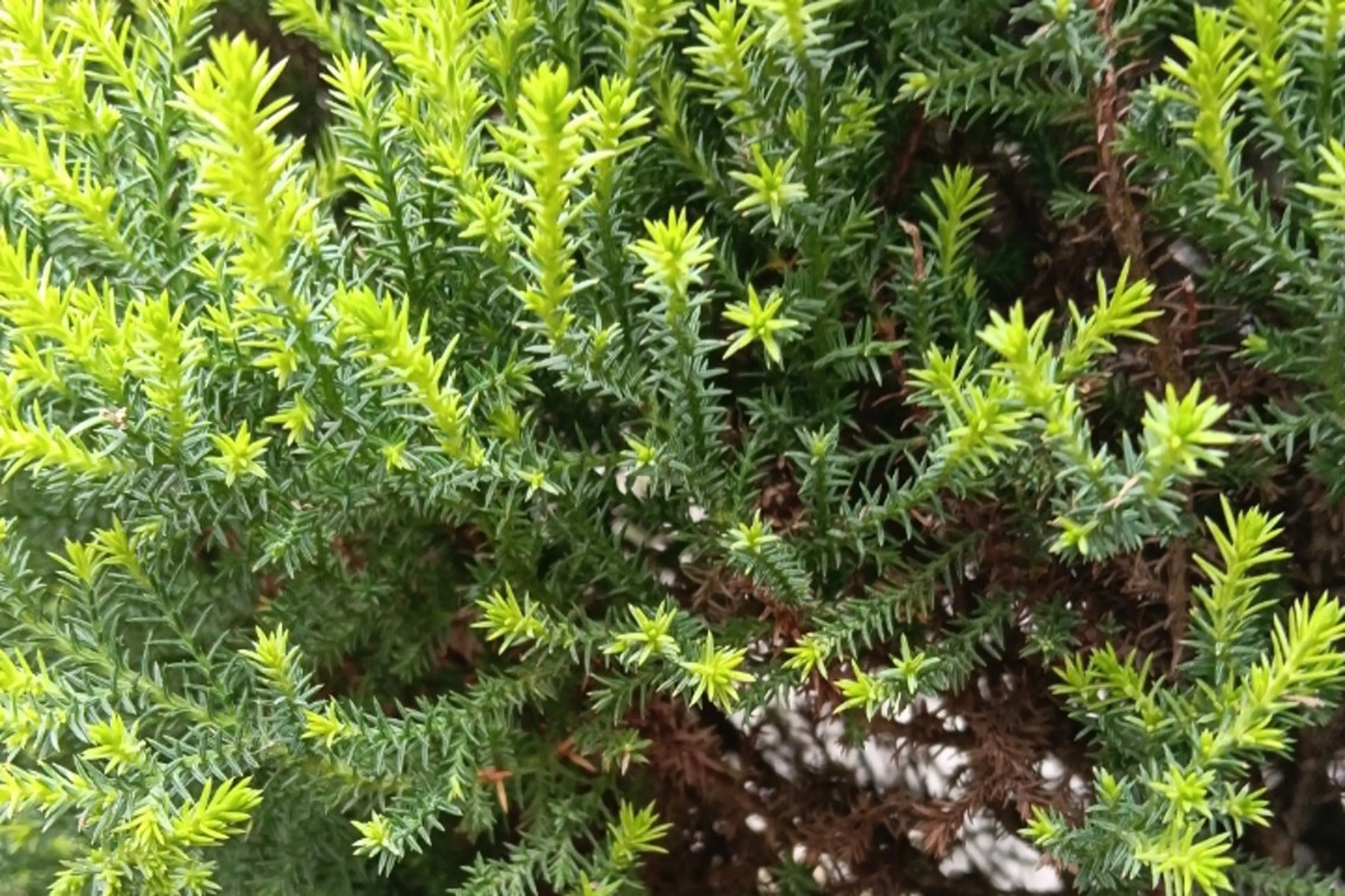 千の樹所属・🪷千住美人🪷 女性専用のエステ・リラクイメージ