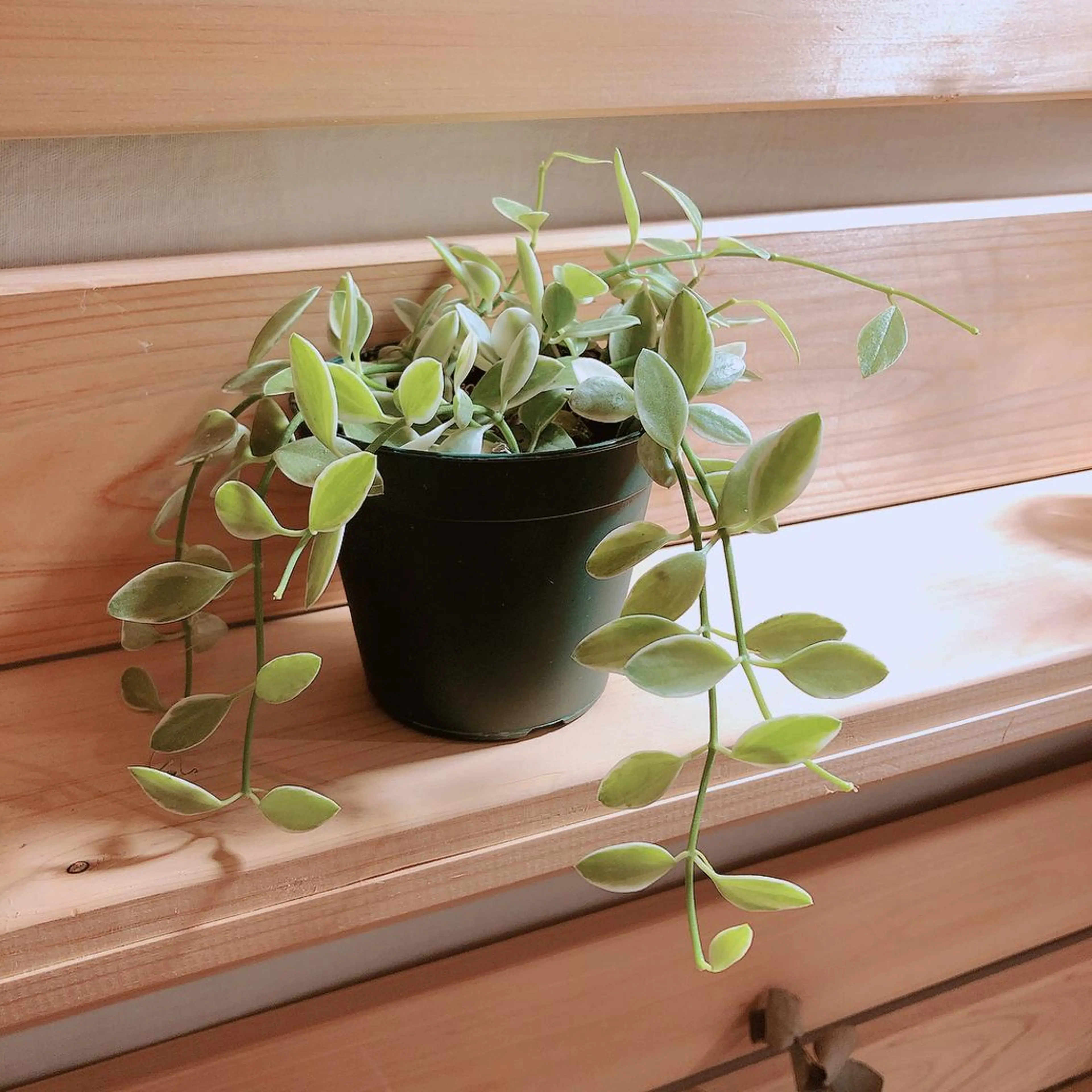 マツエク・マツパ なかむら 🪡のマツエク・マツパデザイン