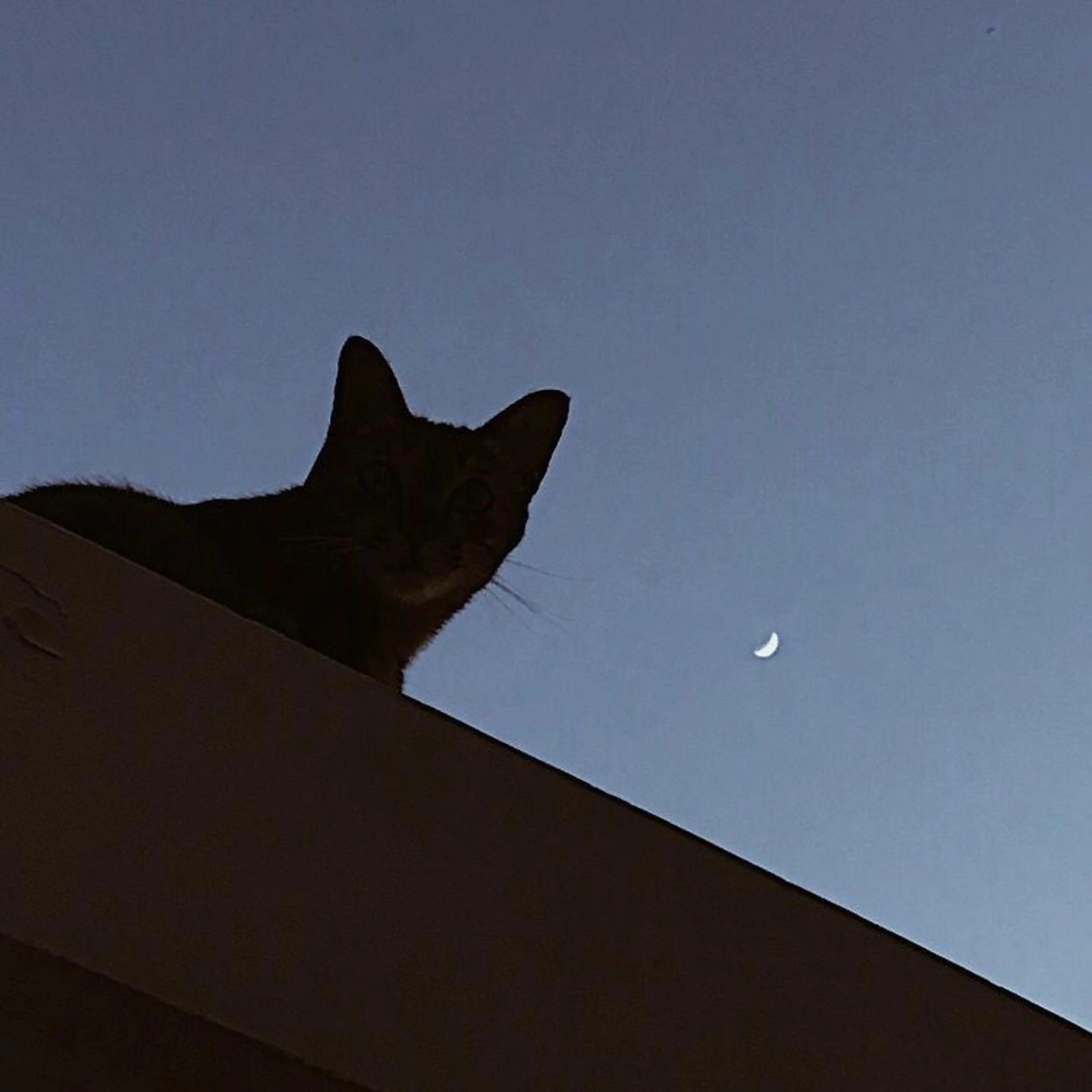 IwAsh  大和駅店所属・shiho .のヘアスタイル