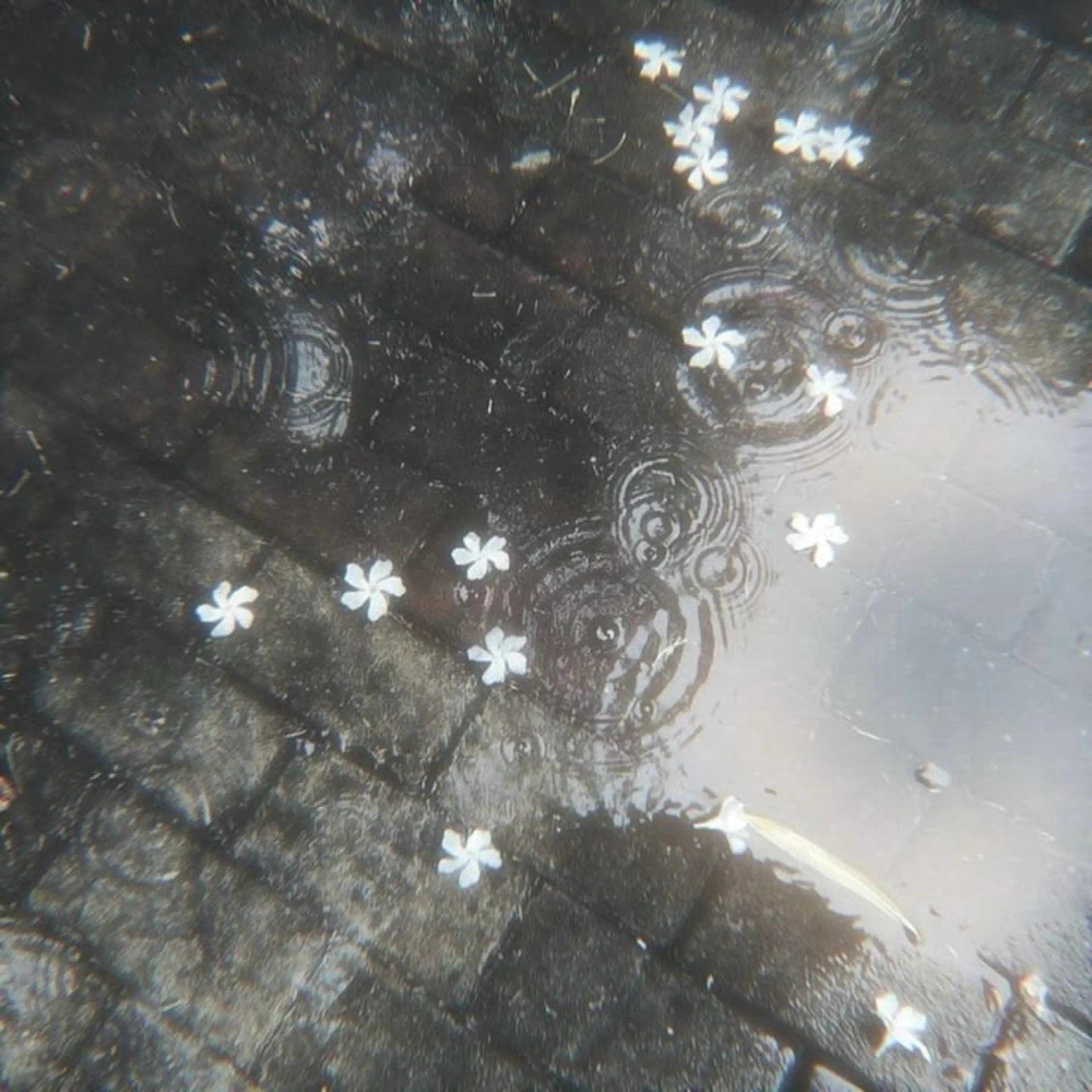 マツエク・マツパ Silk by Bianca 柳🐕のマツエク・マツパデザイン