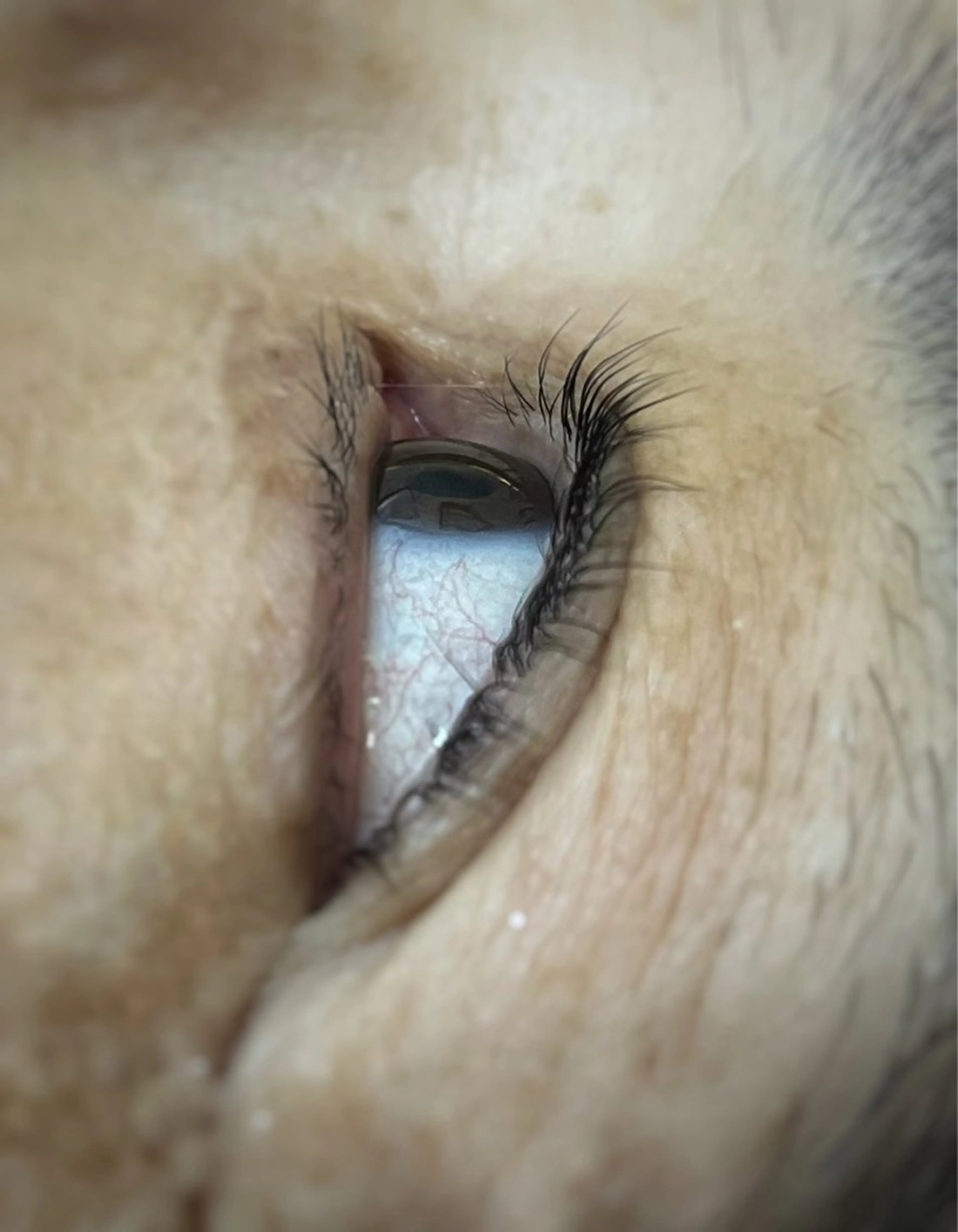 マツエク・マツパ マツパ Pilina所属・Pilina 長岡のマツエク・マツパデザイン