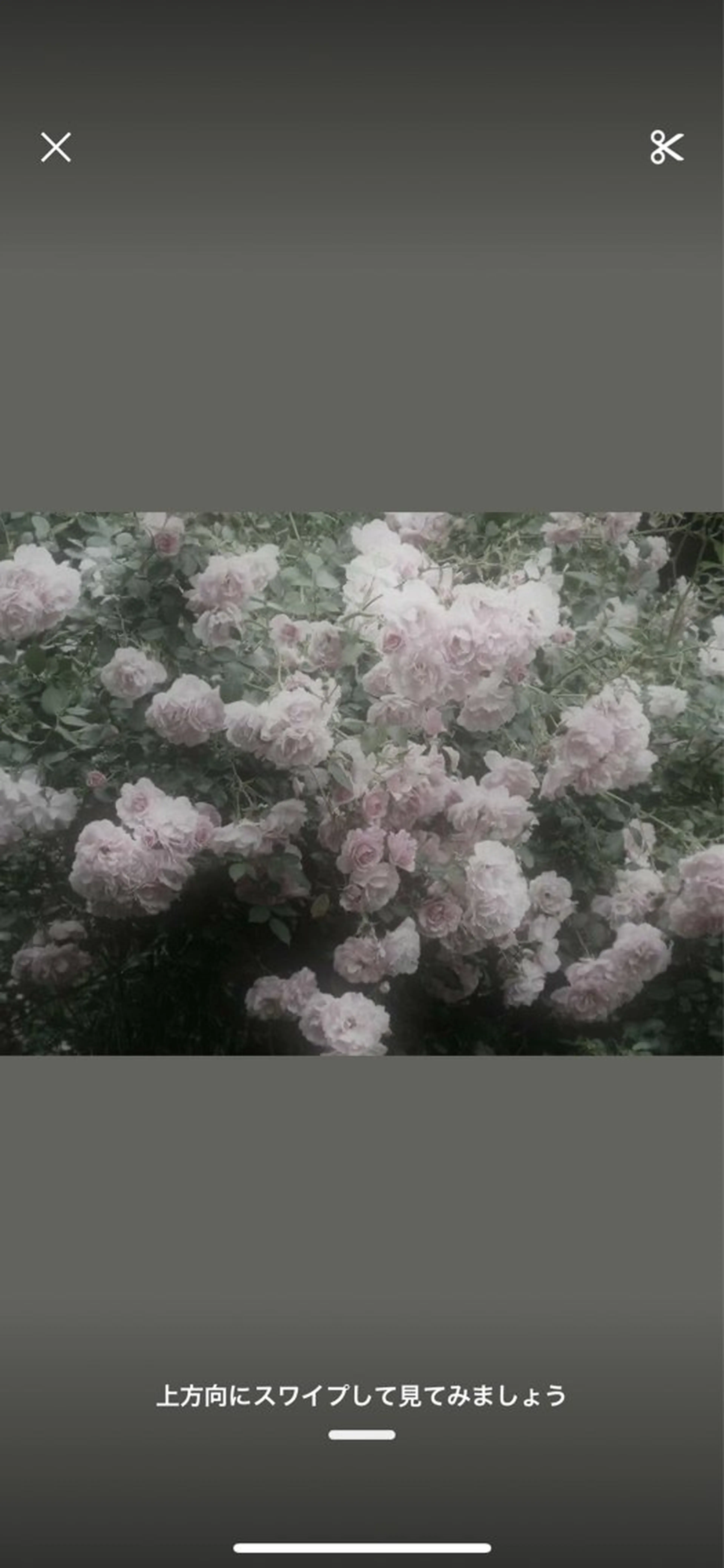 Aujuaシャンプー➕Aujuaプレミアムトリートメント🫧の写真