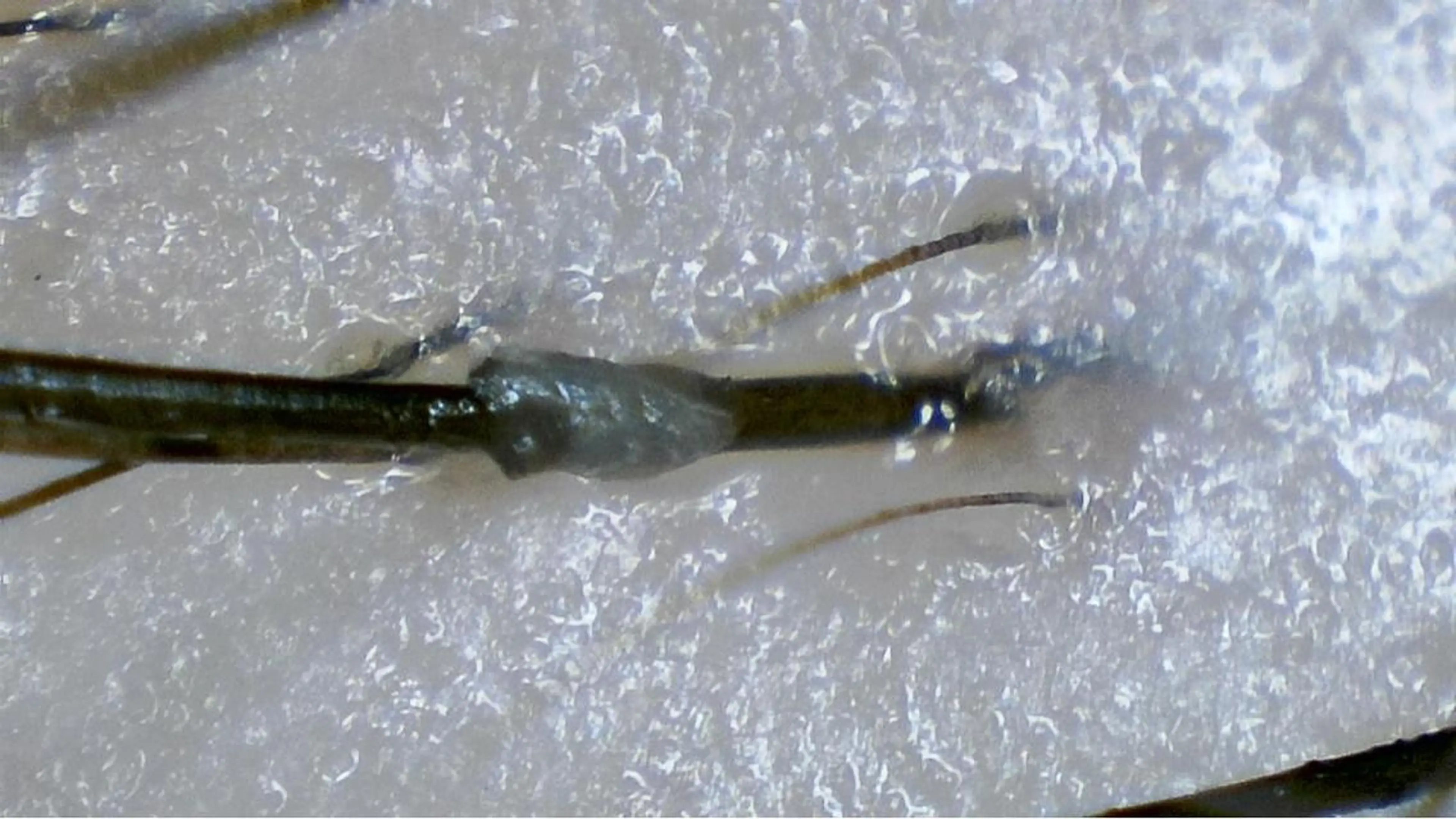 その他 薄毛ケア/痒みケア オガワシンペイのヘアスタイル