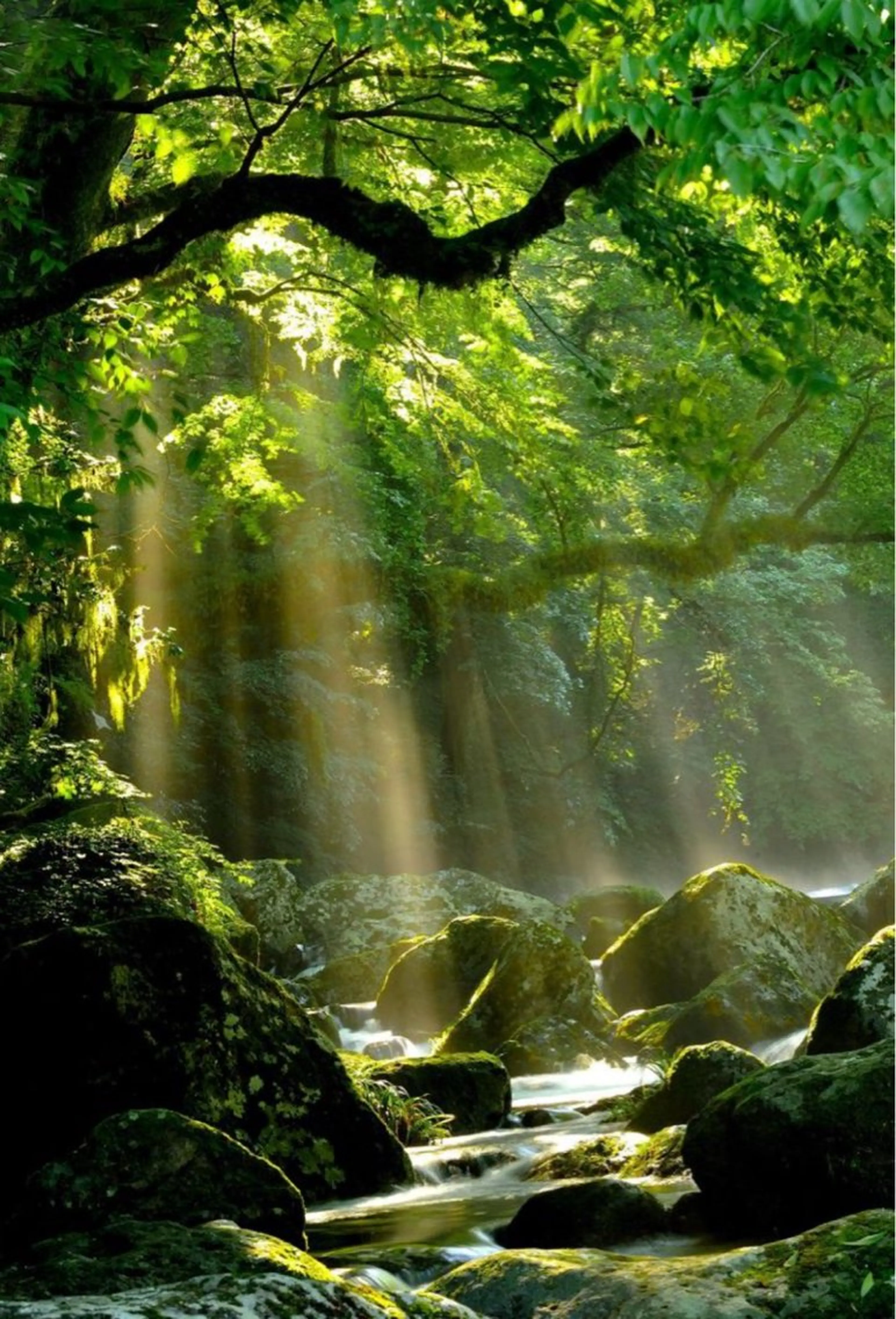 極上ヘッドスパの写真