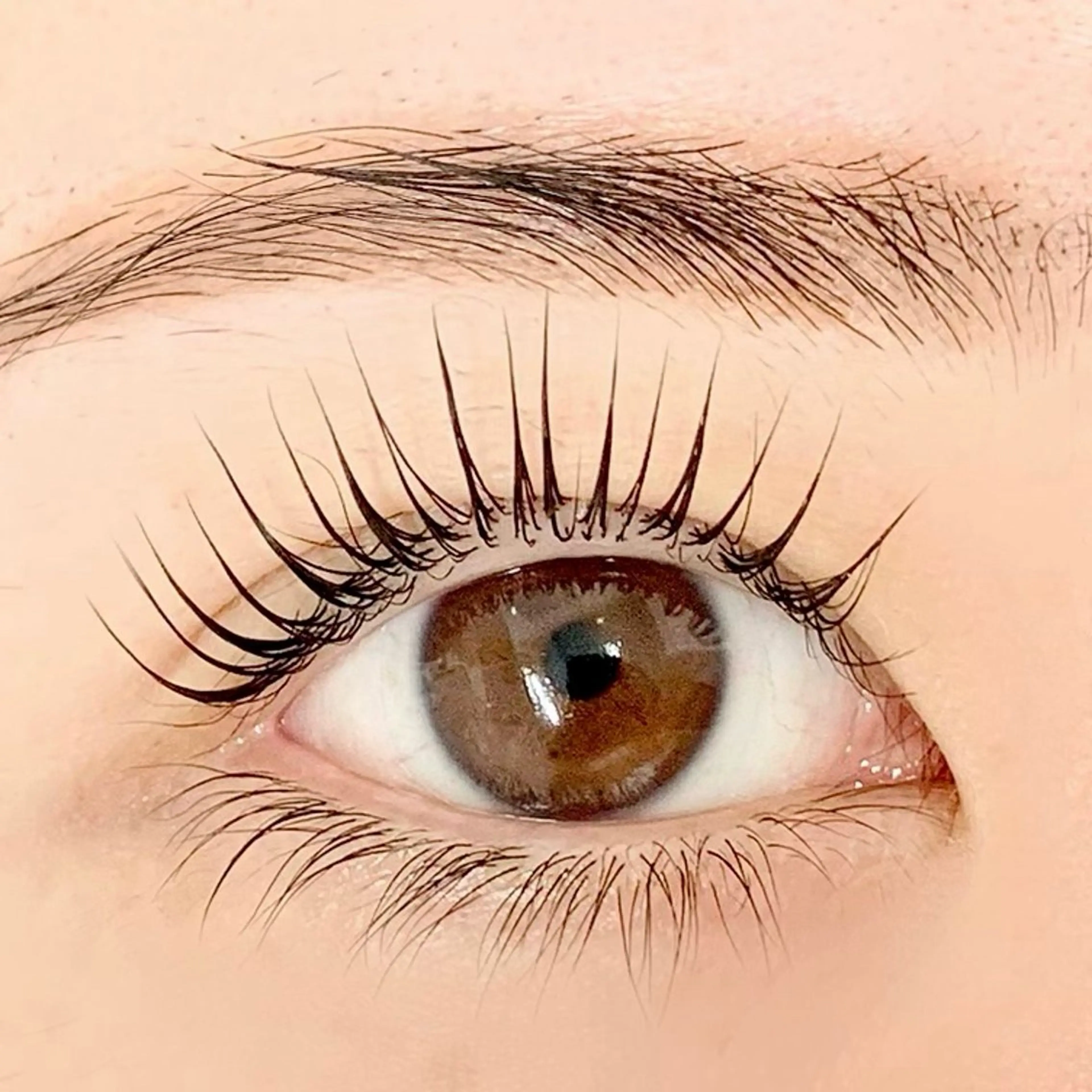 マツエク・マツパ ケラチンラッシュリフト ブラウンラッシュ カラーマツエク Jカール ナチュラル BellFlower Aki（眉・まつげ）のマツエク・マツパデザイン