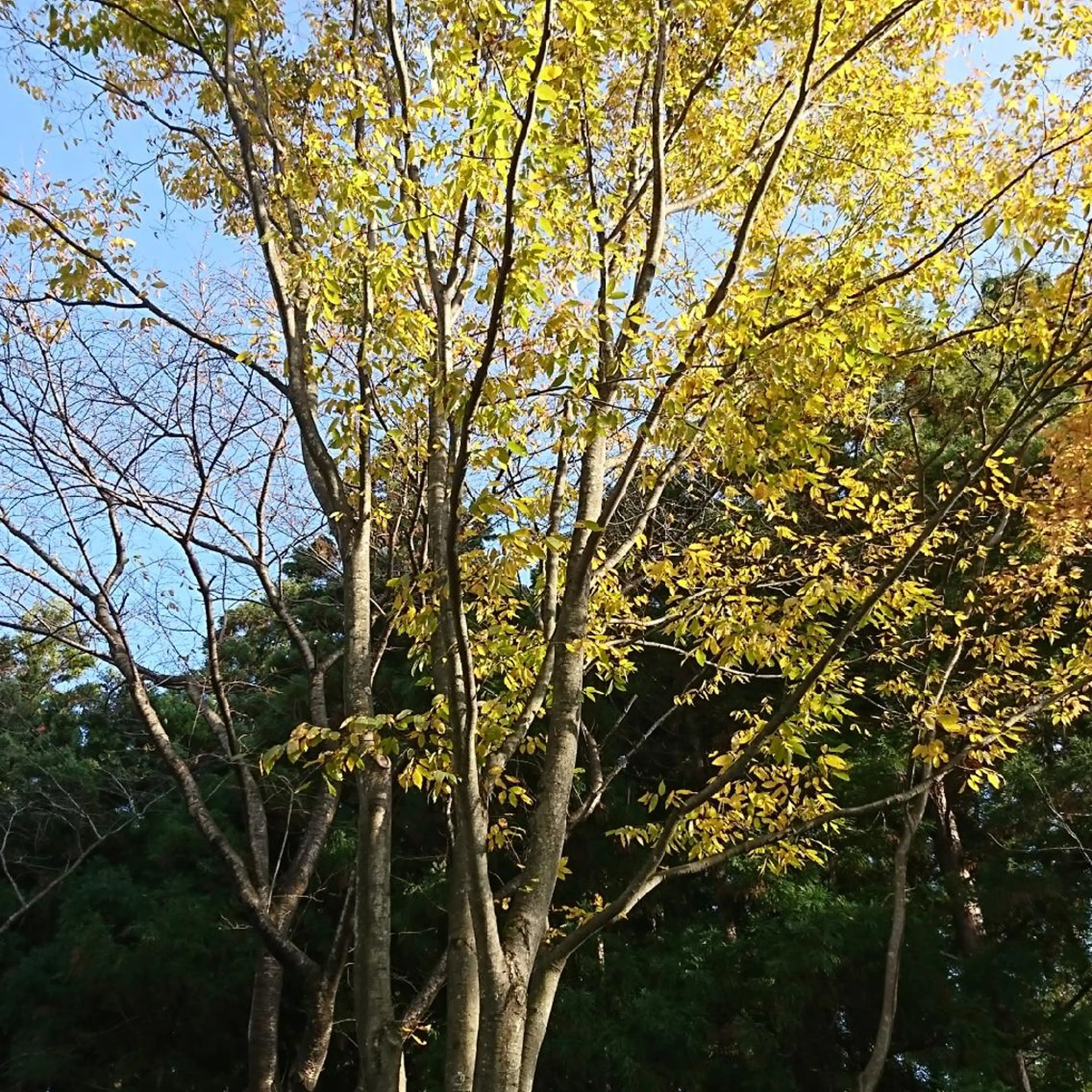 g*rossa高橋 くみこのエステ・リラクイメージ