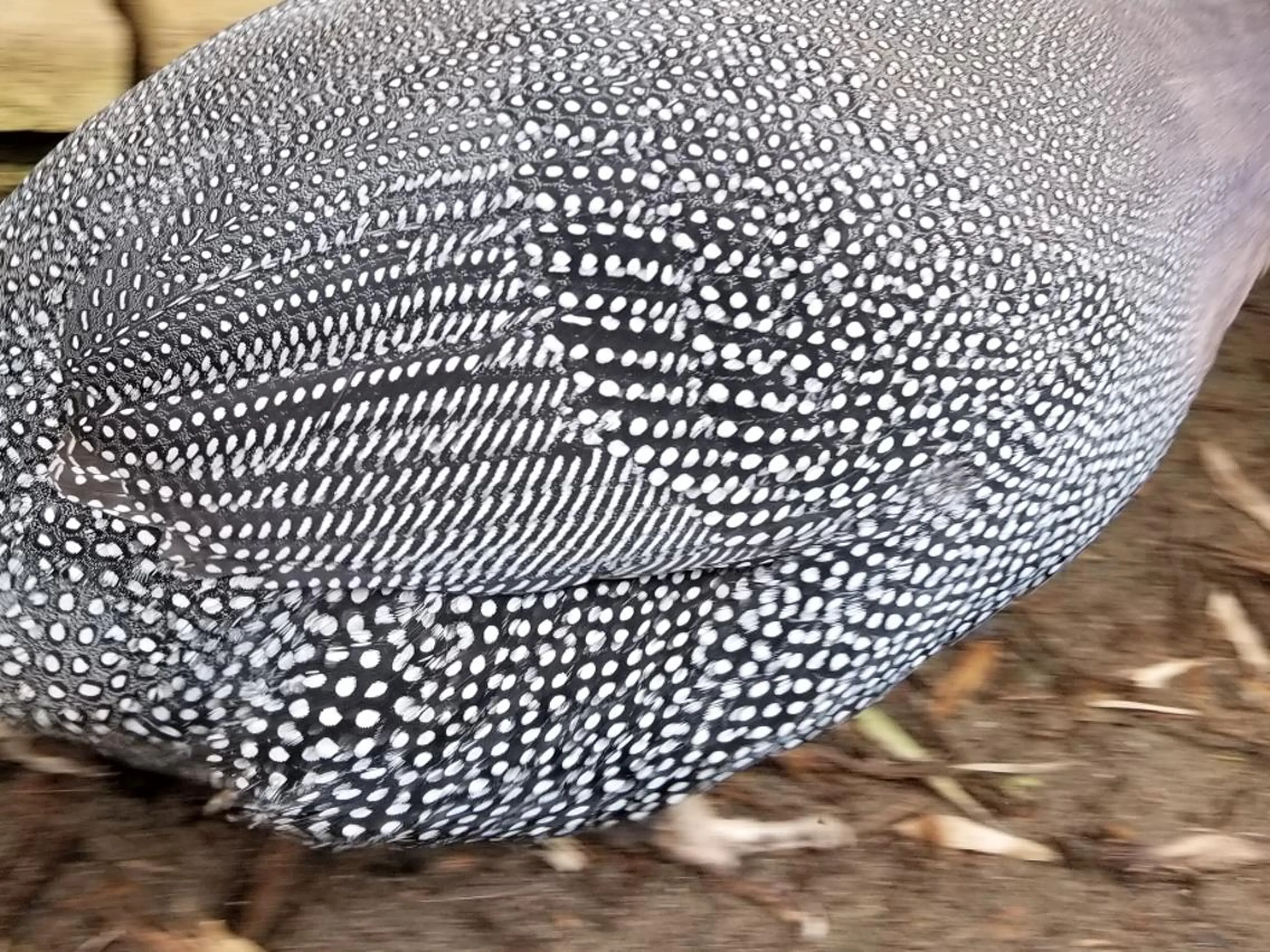 GIFT所属・谷 結奈のヘアスタイル