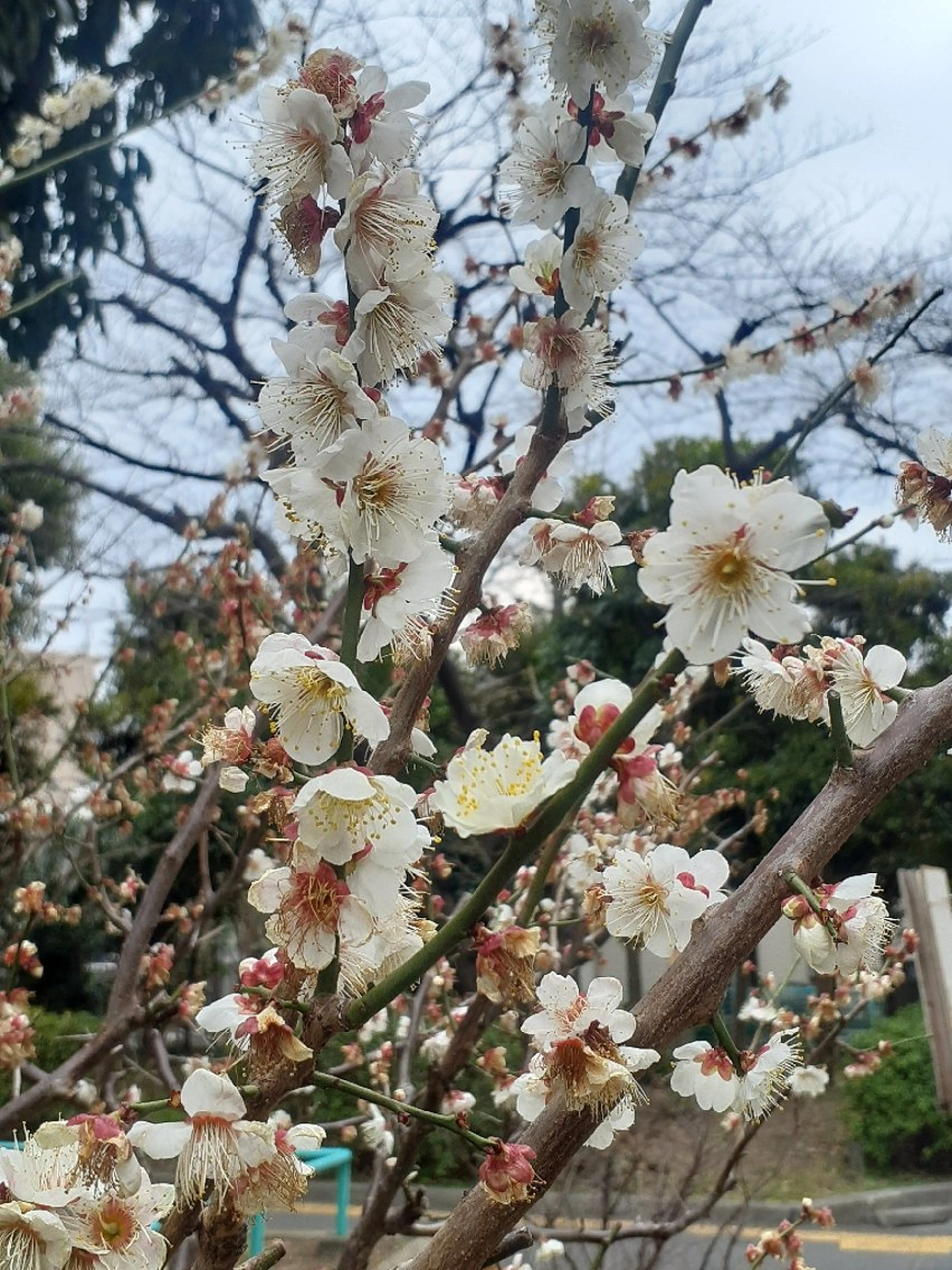 千の樹所属・久保 美咲(女性専用)のエステ・リラクイメージ