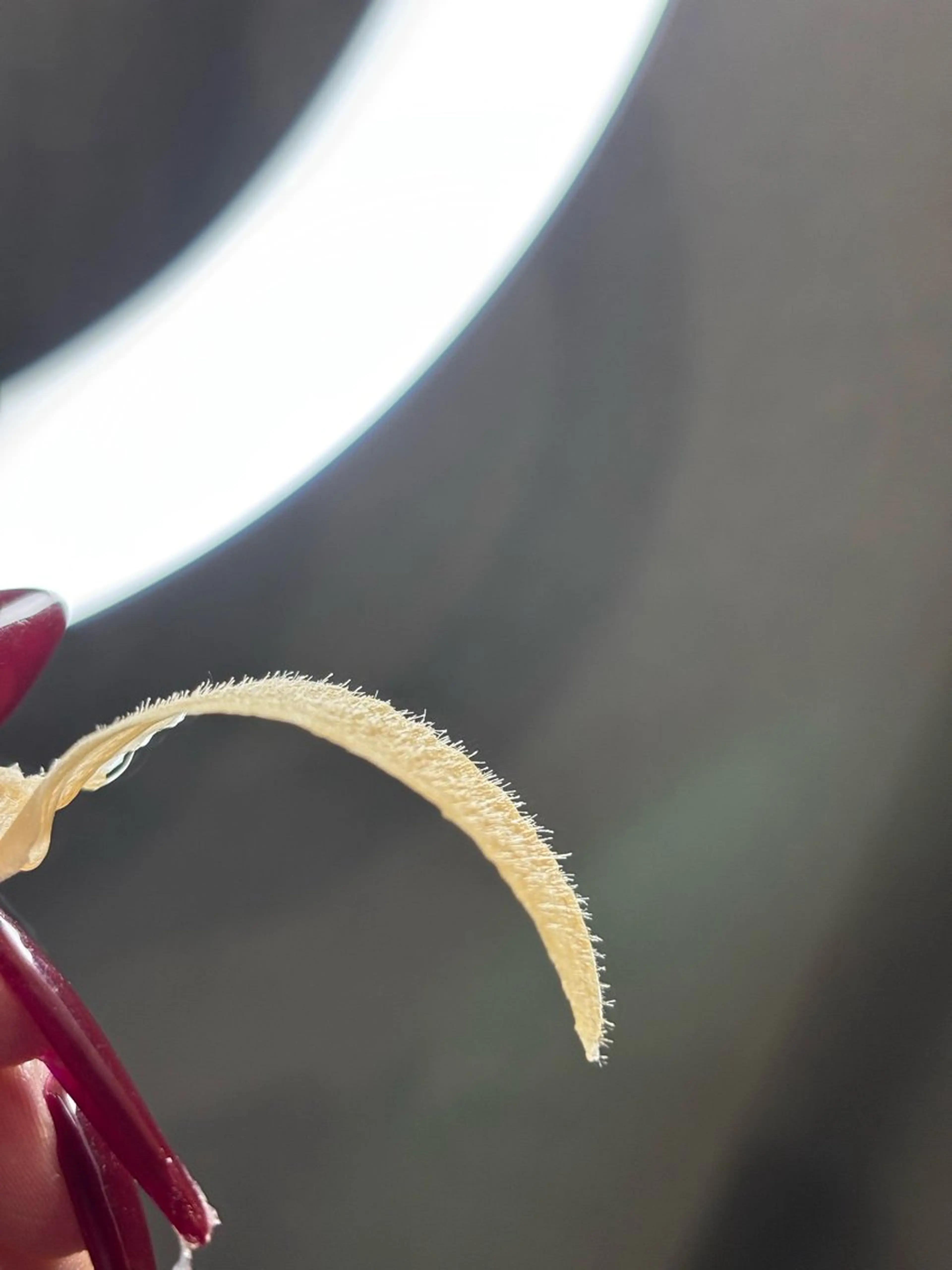 ハリウッドブロウリフト➕全顔ワックス(ホームケアパック付き)の写真