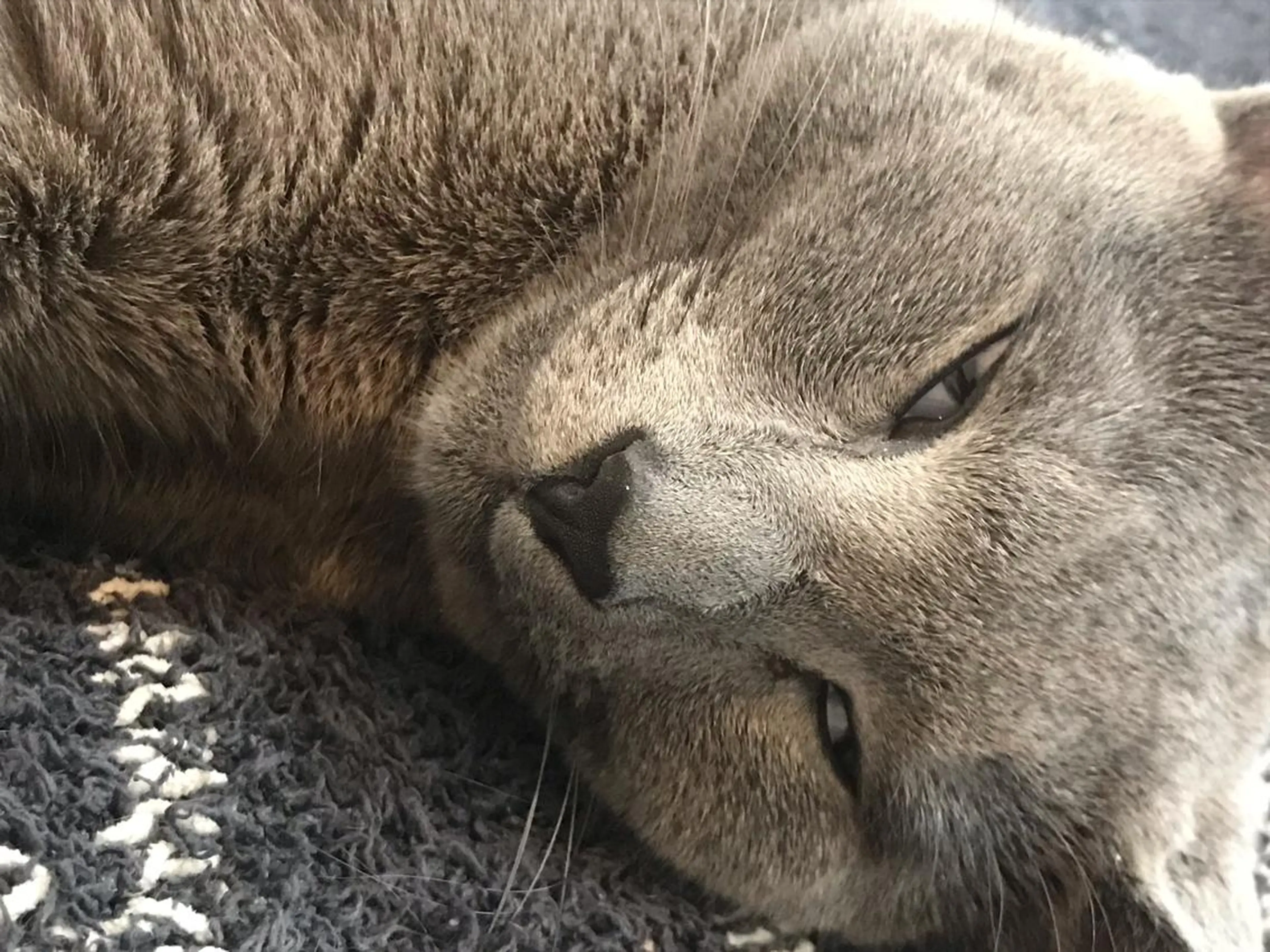 ショート カラー パーマ ヘアアレンジ メンズ キッズ ネイル マツエク・マツパ アイブロウ アニメ,Vオタク× 即効痩せエステサロンのエステ・リラクイメージ