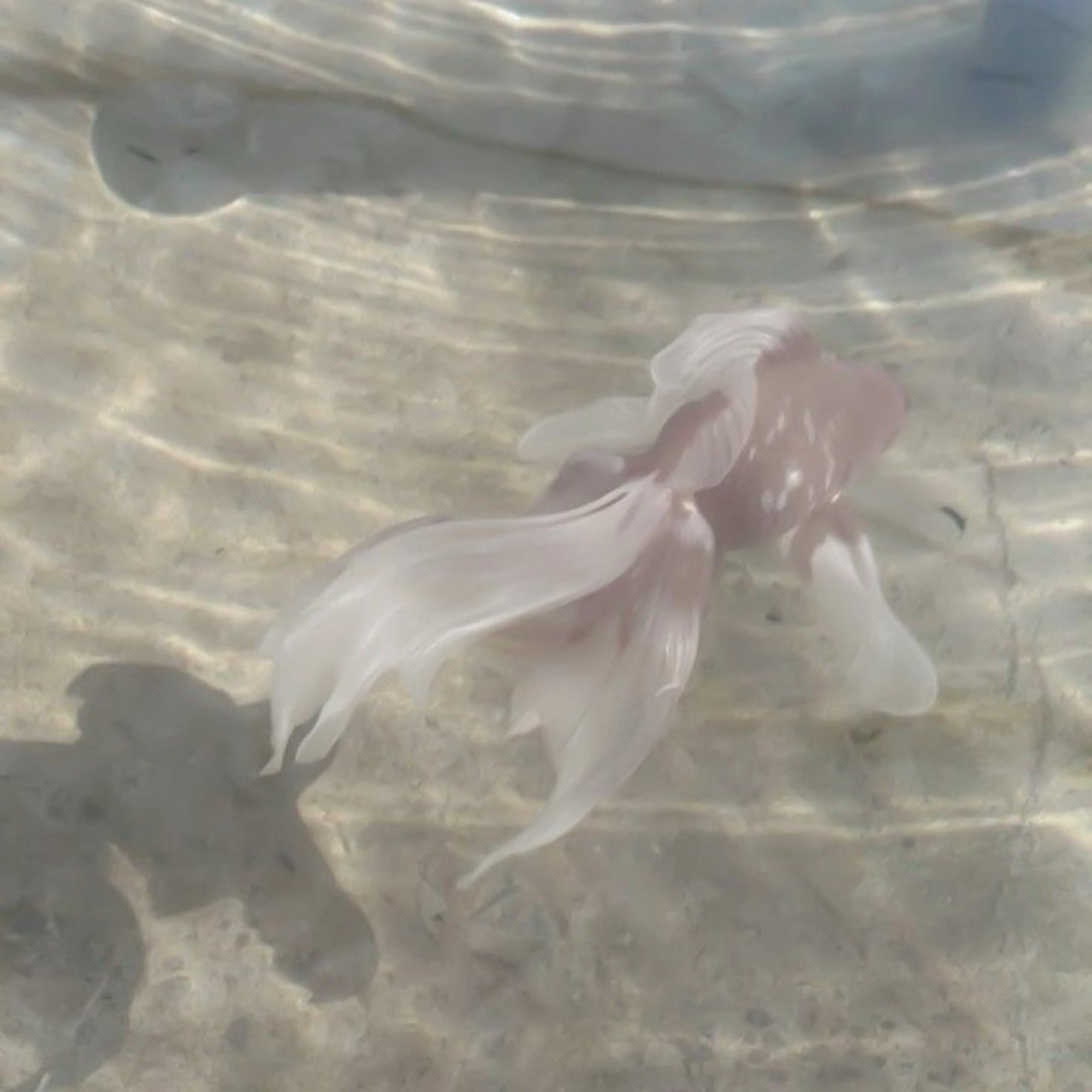 TAKAHASHI 🎀✨韓国風/束感のマツエク・マツパデザイン