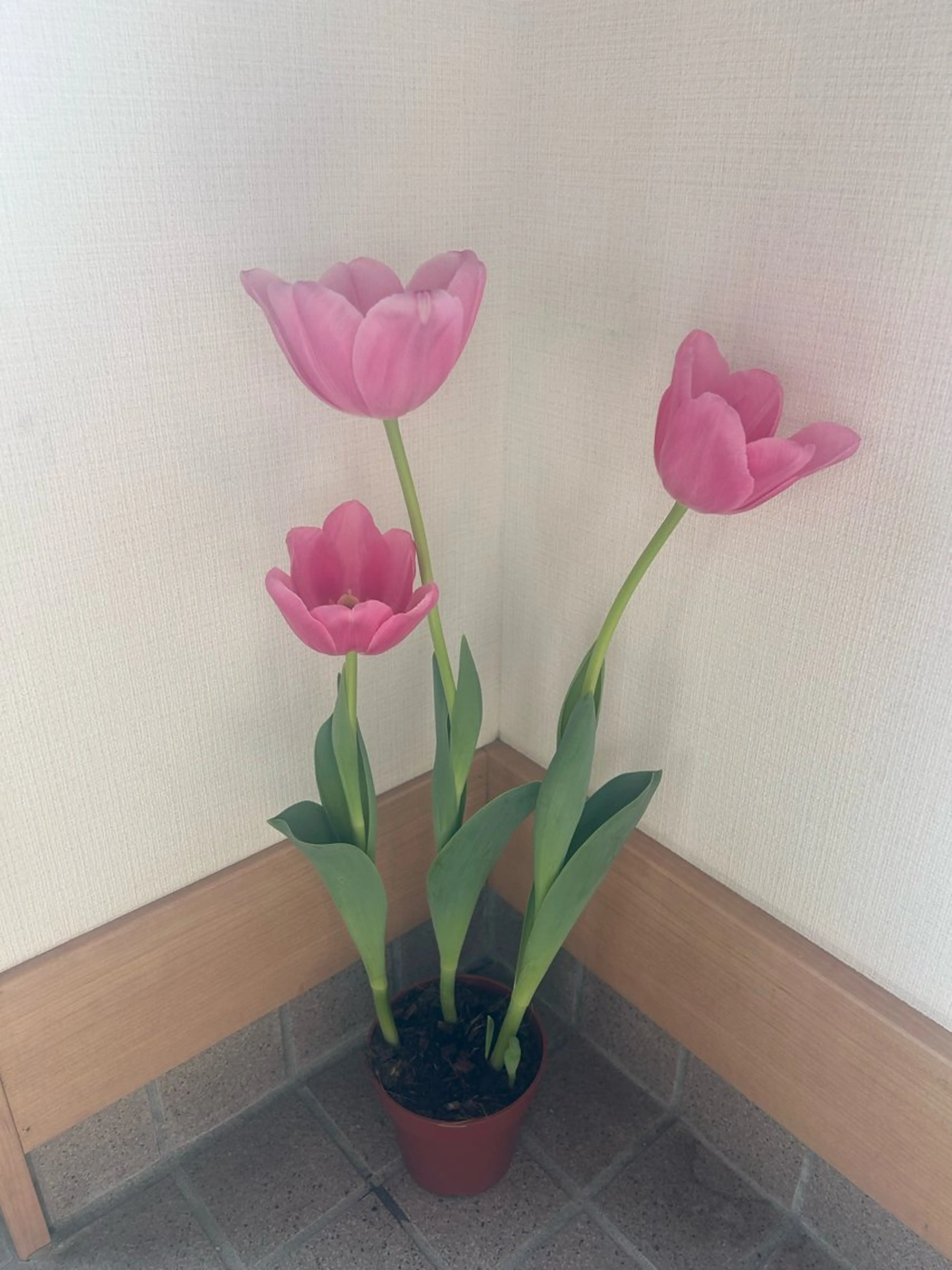 小倉 麻由のエステ・リラクイメージ