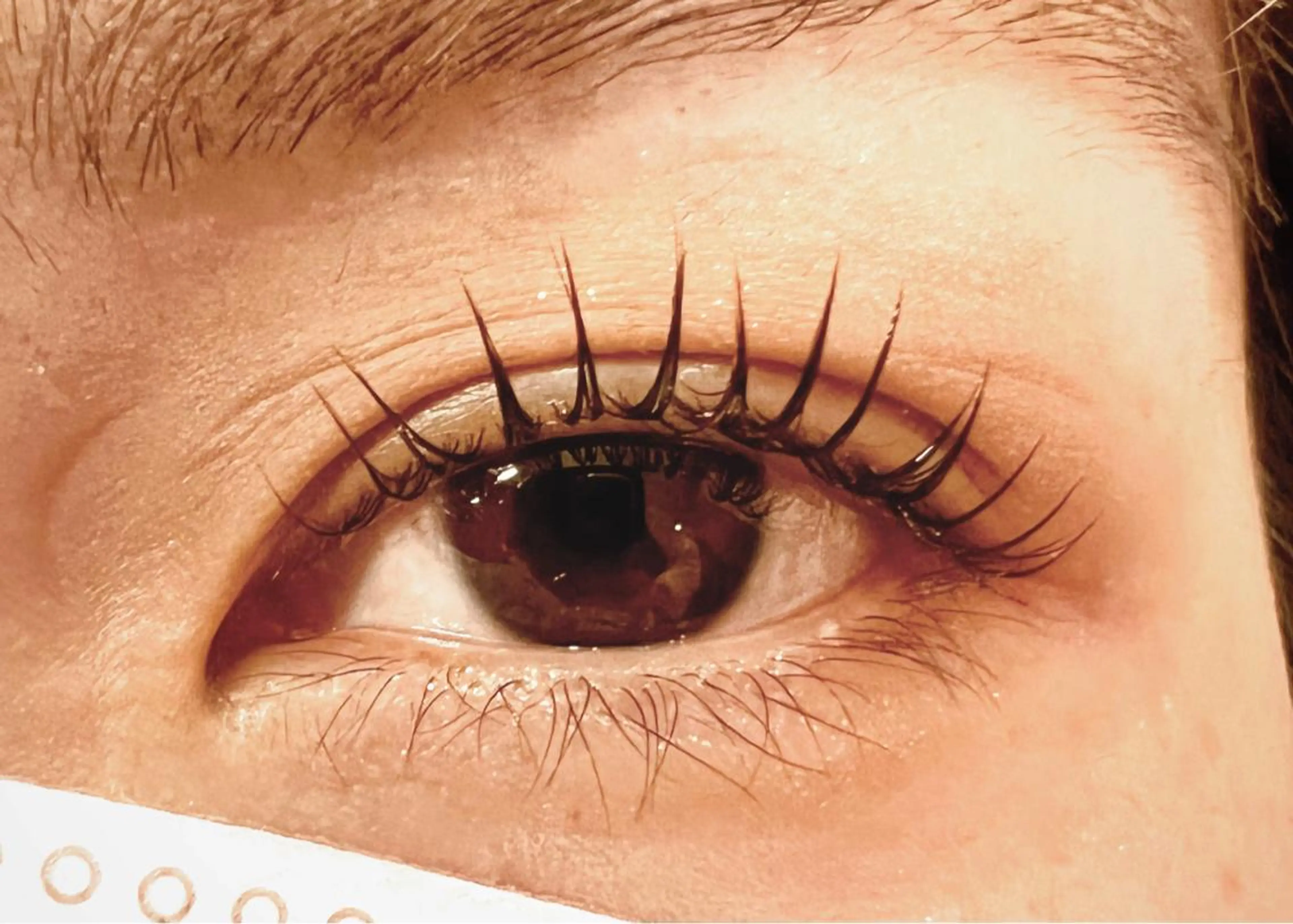 マツエク・マツパ ケラチンラッシュリフト パリジェンヌラッシュリフト Celeste Venus所属・🧸Celeste Venusのマツエク・マツパデザイン