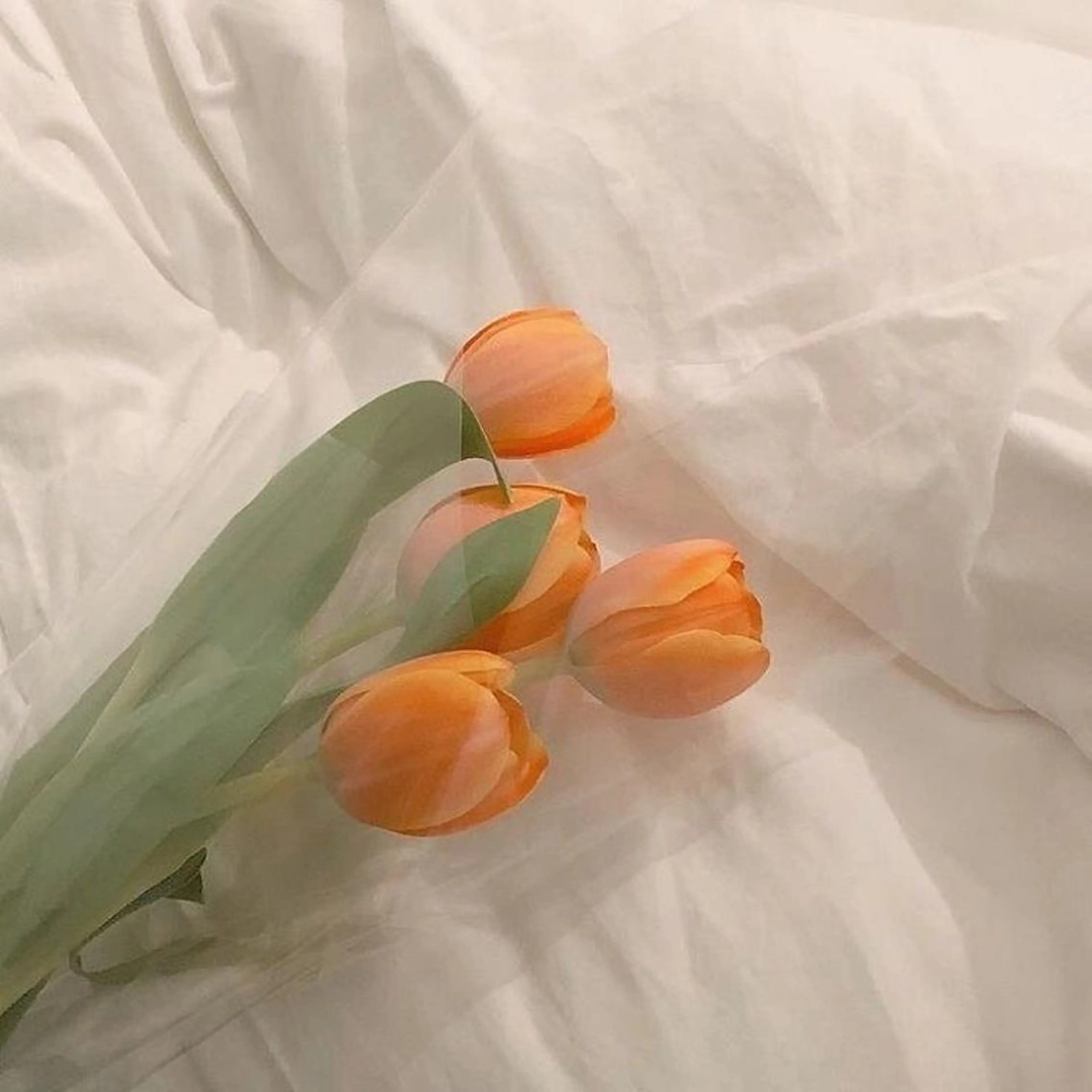 𝗿𝗲𝗼𝗻𝗮 🦦𓂃 𓈒𓏸のマツエク・マツパデザイン