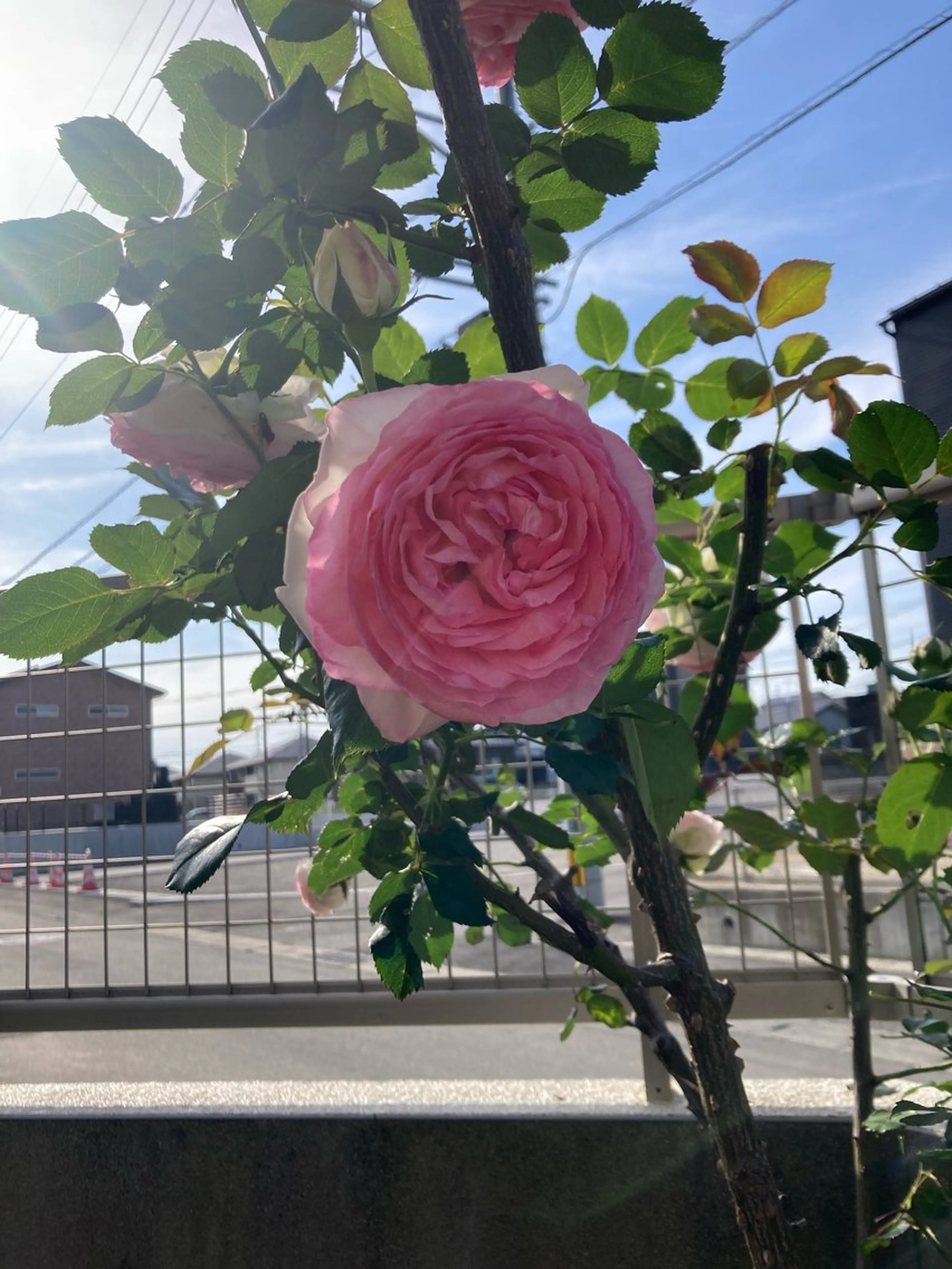 フェイシャルサロン ビアンカガーデンのエステ・リラクイメージ