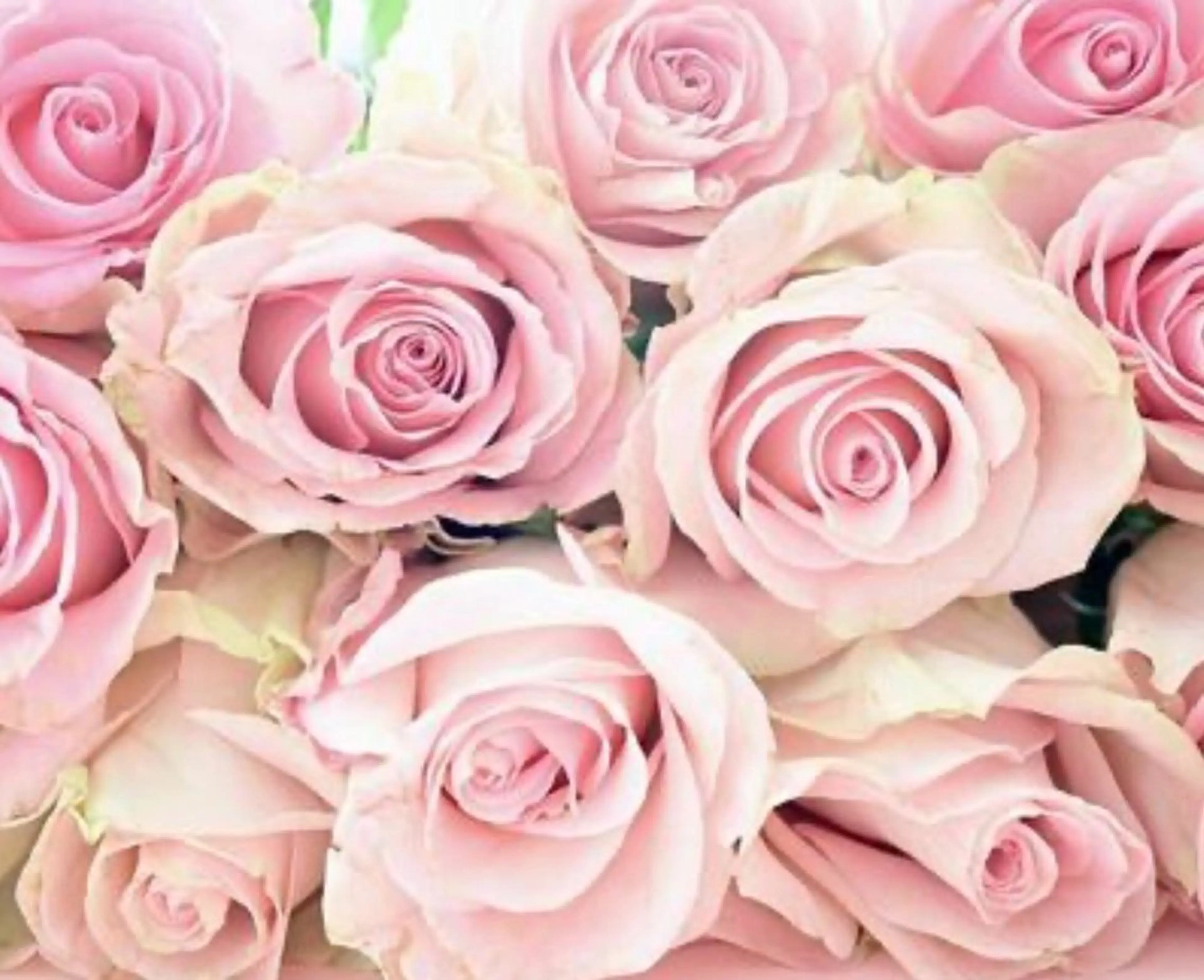 【ローズ蒸し】幸せホルモンの分泌を促すローズ蒸し🌹ダイエット/美肌/更年期/生理のお悩み/妊活中/温活/フェムケアに◎の写真