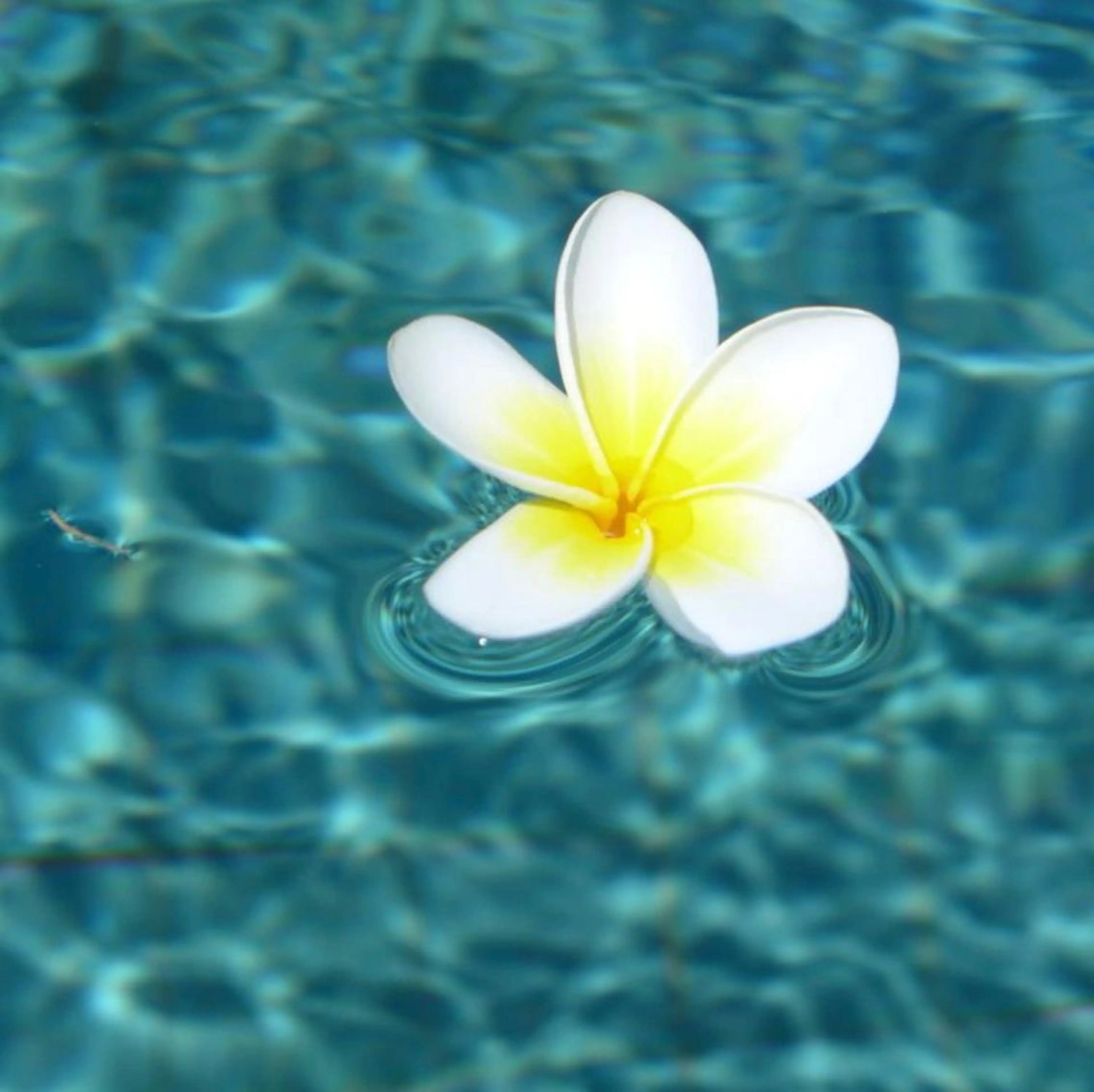 フットバスセット🫧オフなし💅フット🦶親指アート🎀の写真