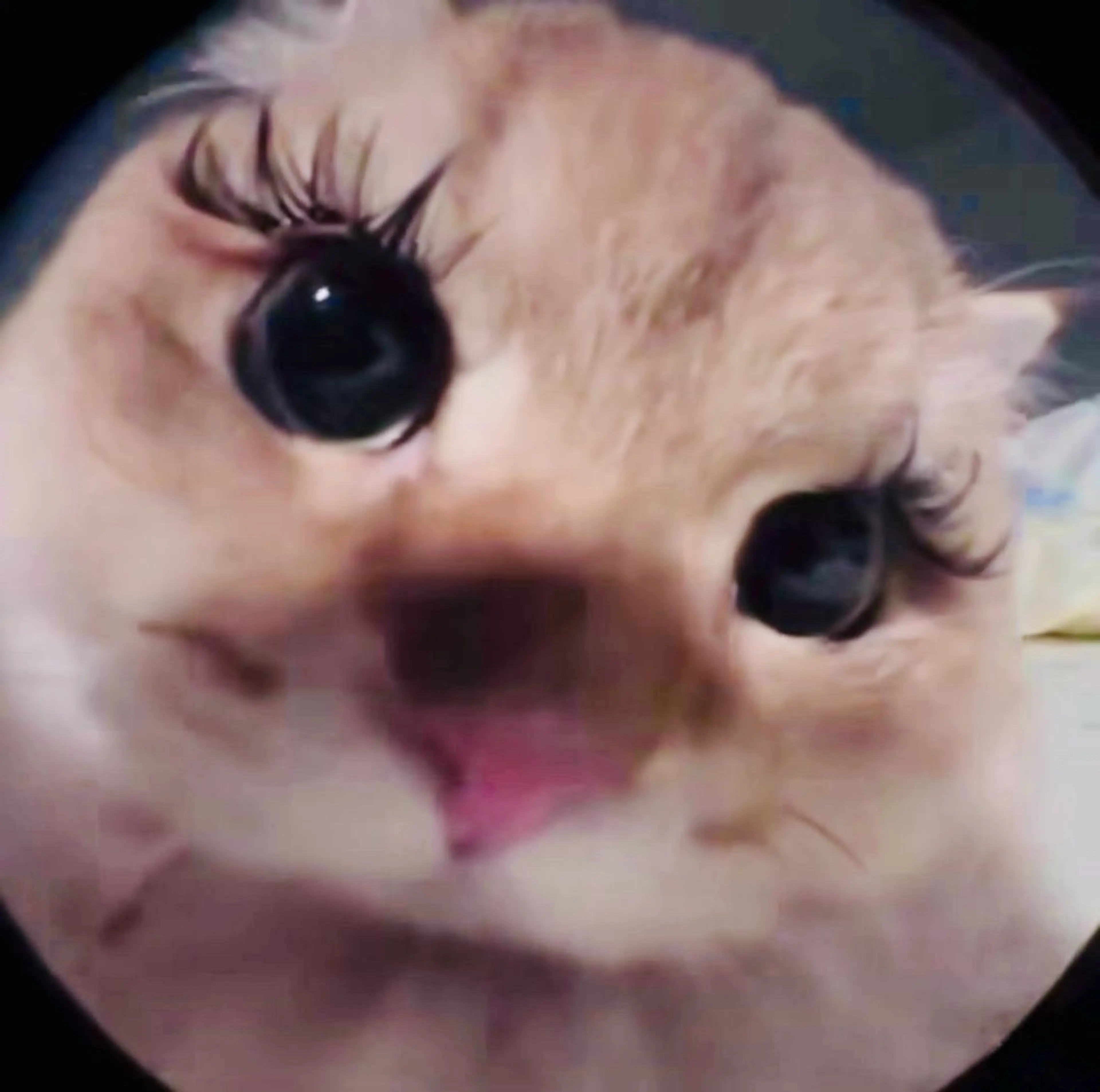 マツエク・マツパ eyelist. mizuki🐈‍⬛の眉毛・アイブロウイメージ