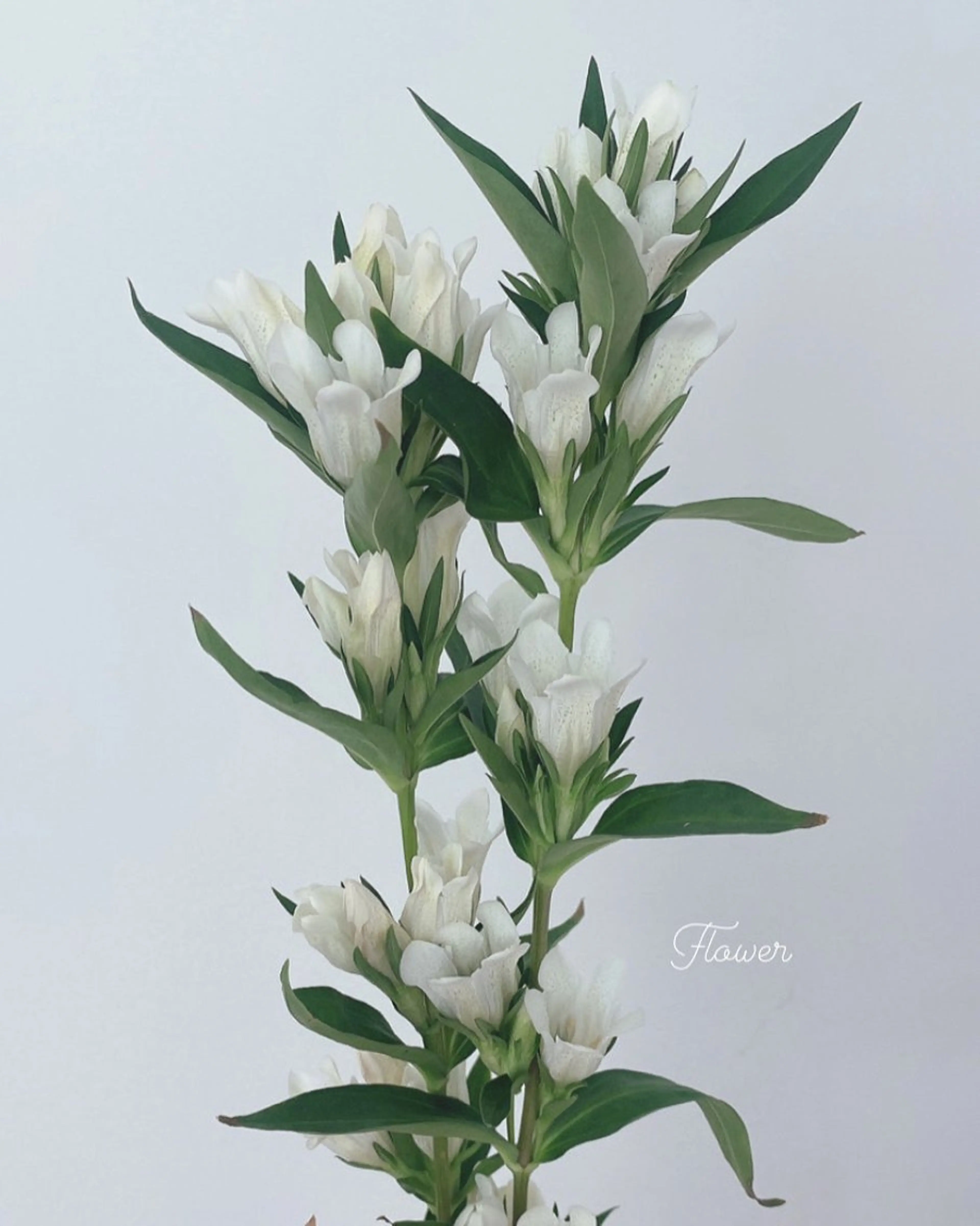 カット ヘアカラー トリートメント 🌻花屋併設🌻濱 幸帆のヘアスタイル