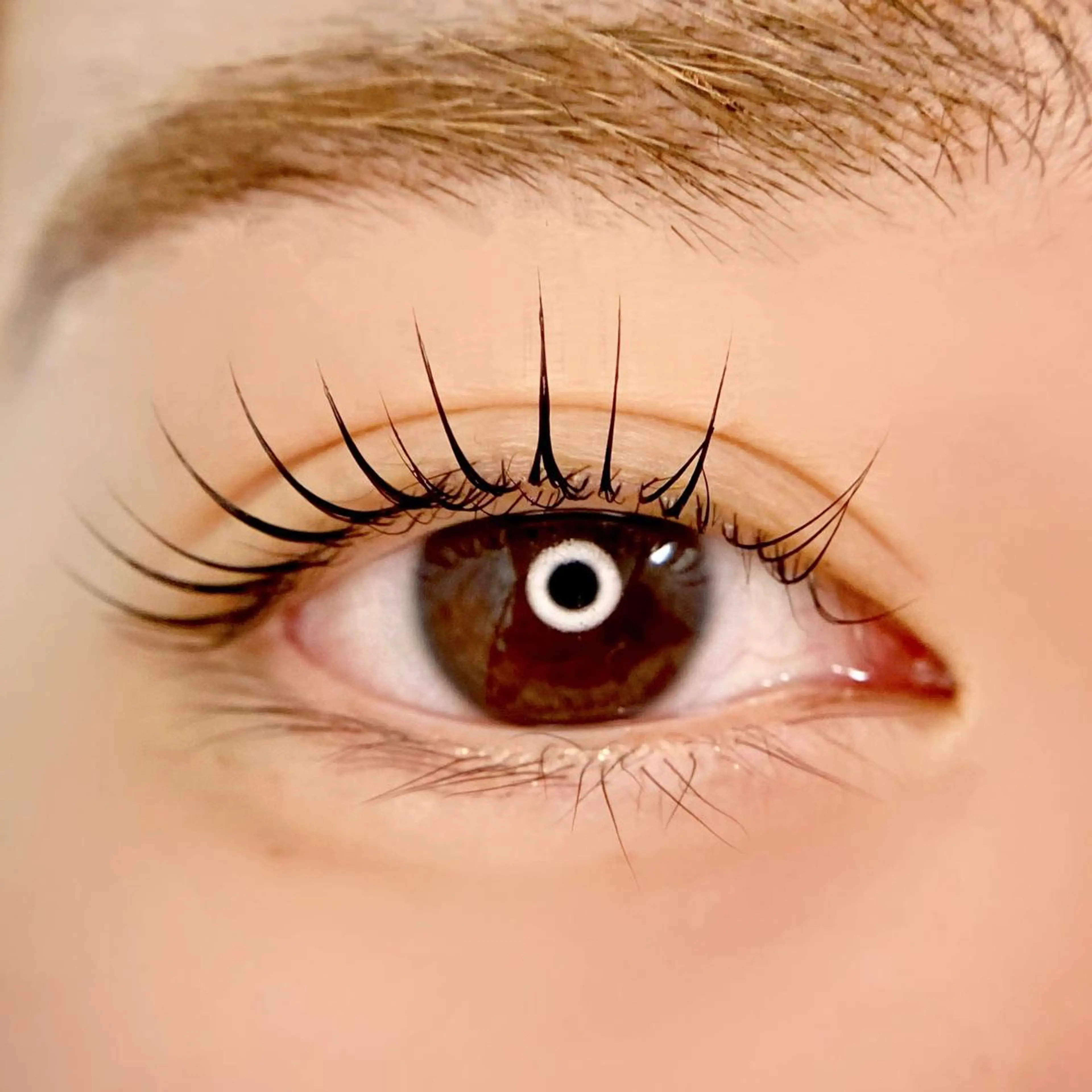 【初回限定】次世代まつ毛パーマ/ラッシュリフト（上）の写真