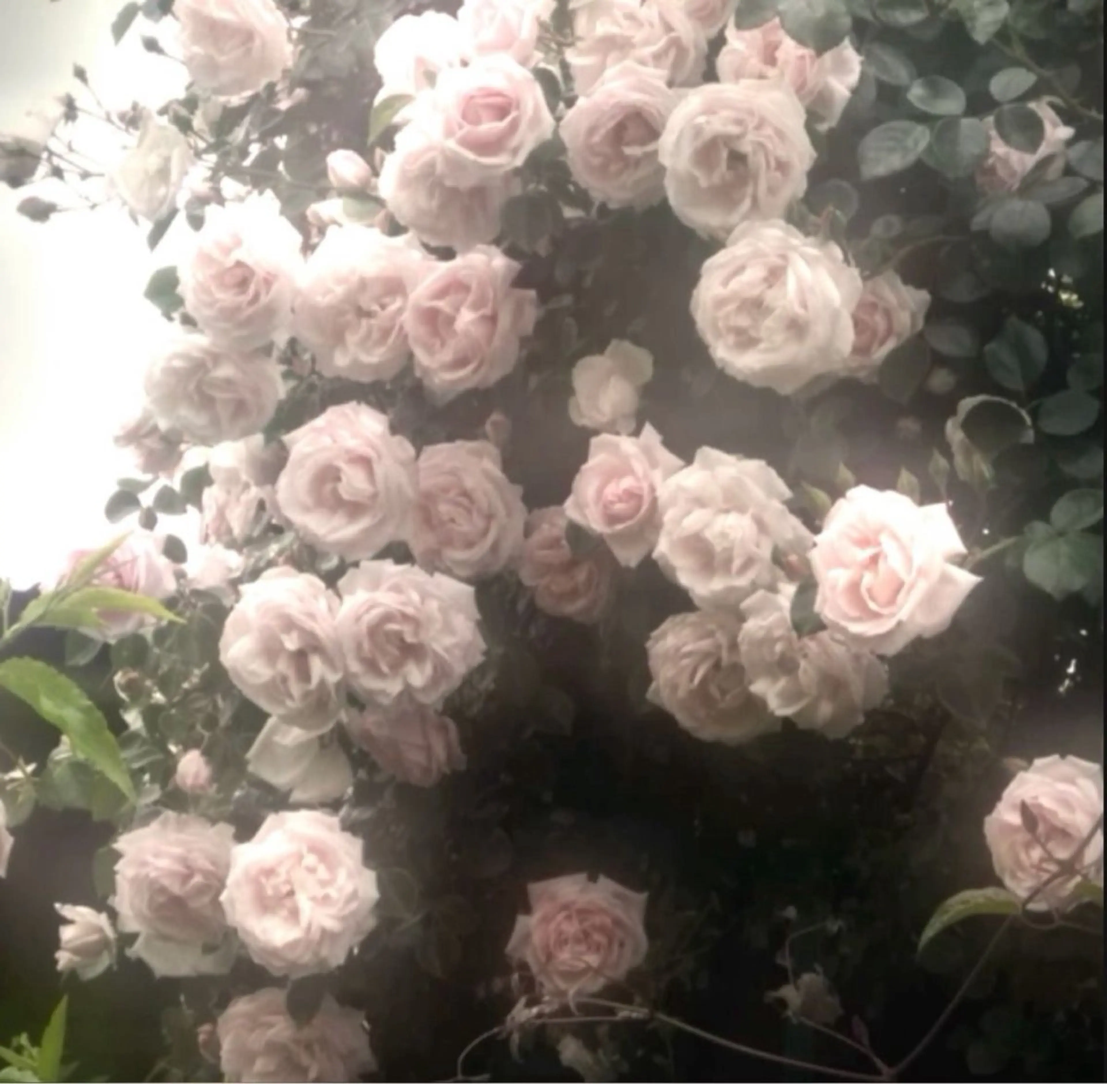 土日限定♡パリジェンヌorラッシュリフト+ケラチントリートメント+アイシャンプー(再来+¥500)の写真