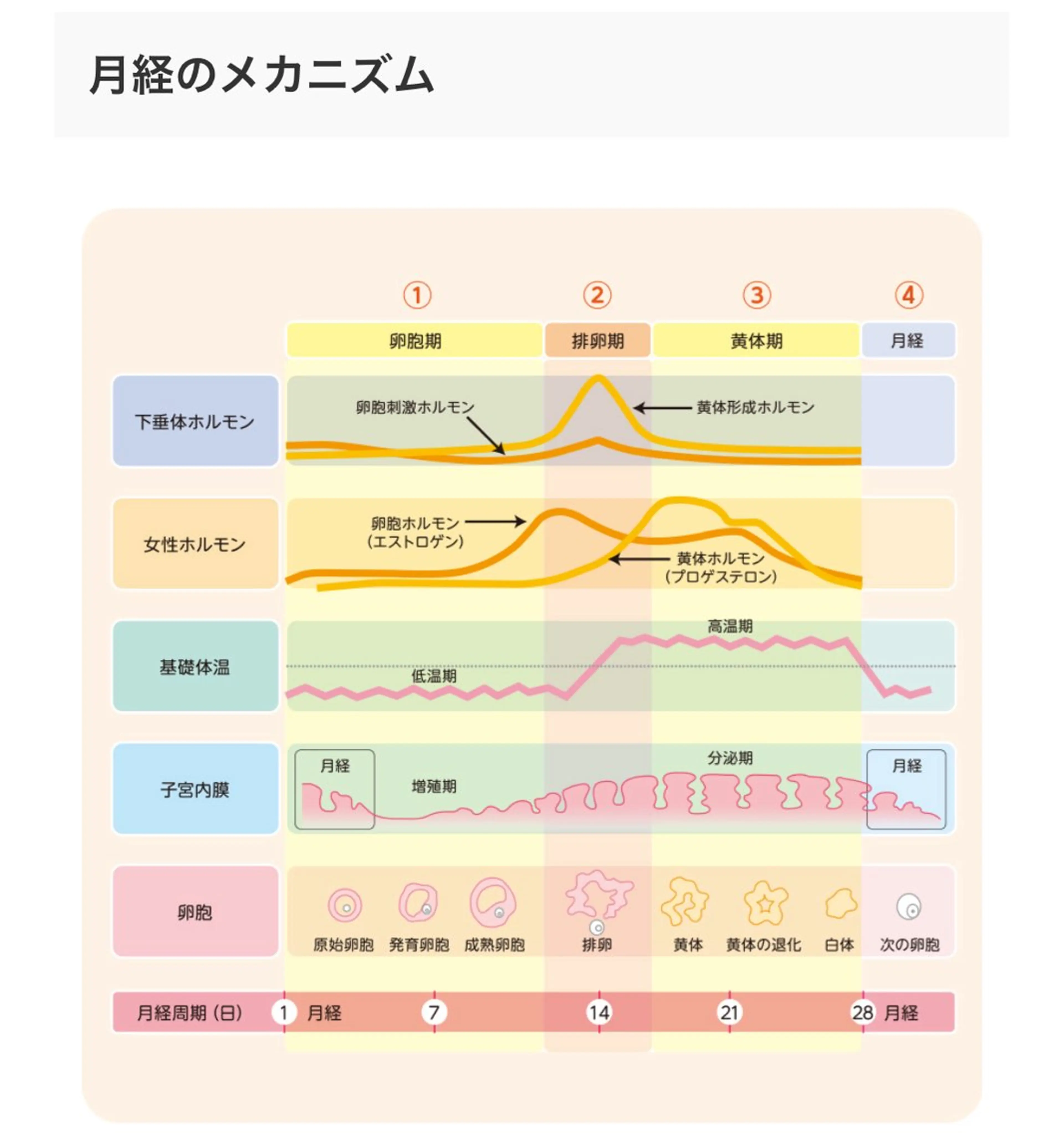 めぐらせの 森のその他イメージ
