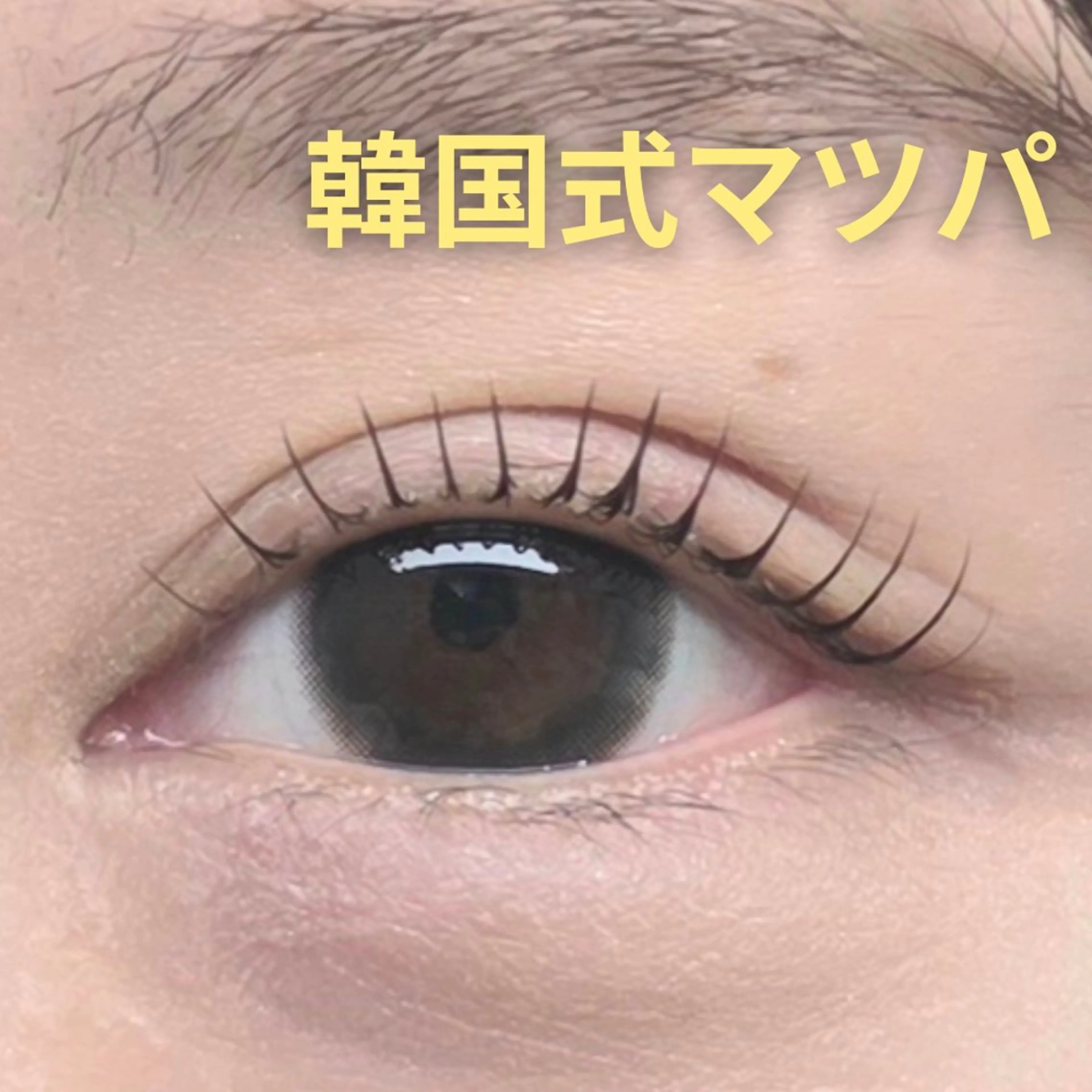 🇰🇷韓国式マツパ🇰🇷期間限定レッスンモデルさん募集【人数制限あり】の写真