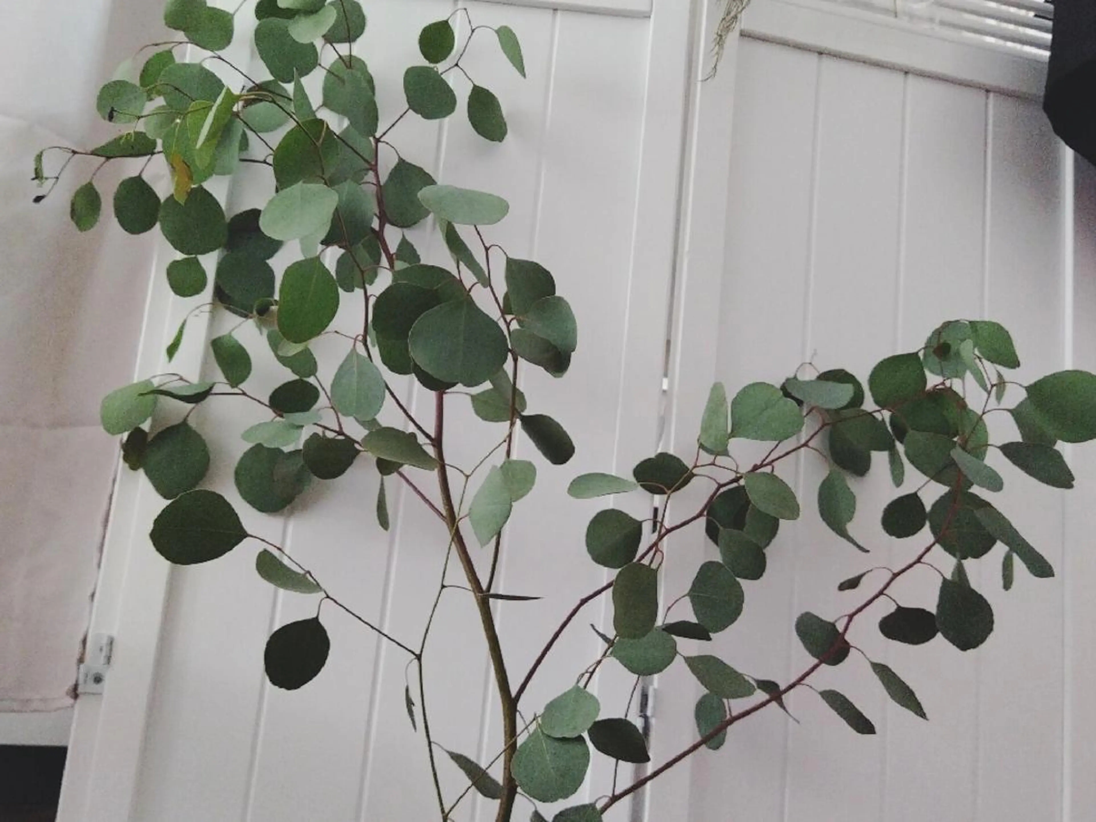 🅖🅤🅩🅔🅛 salonのエステ・リラクイメージ