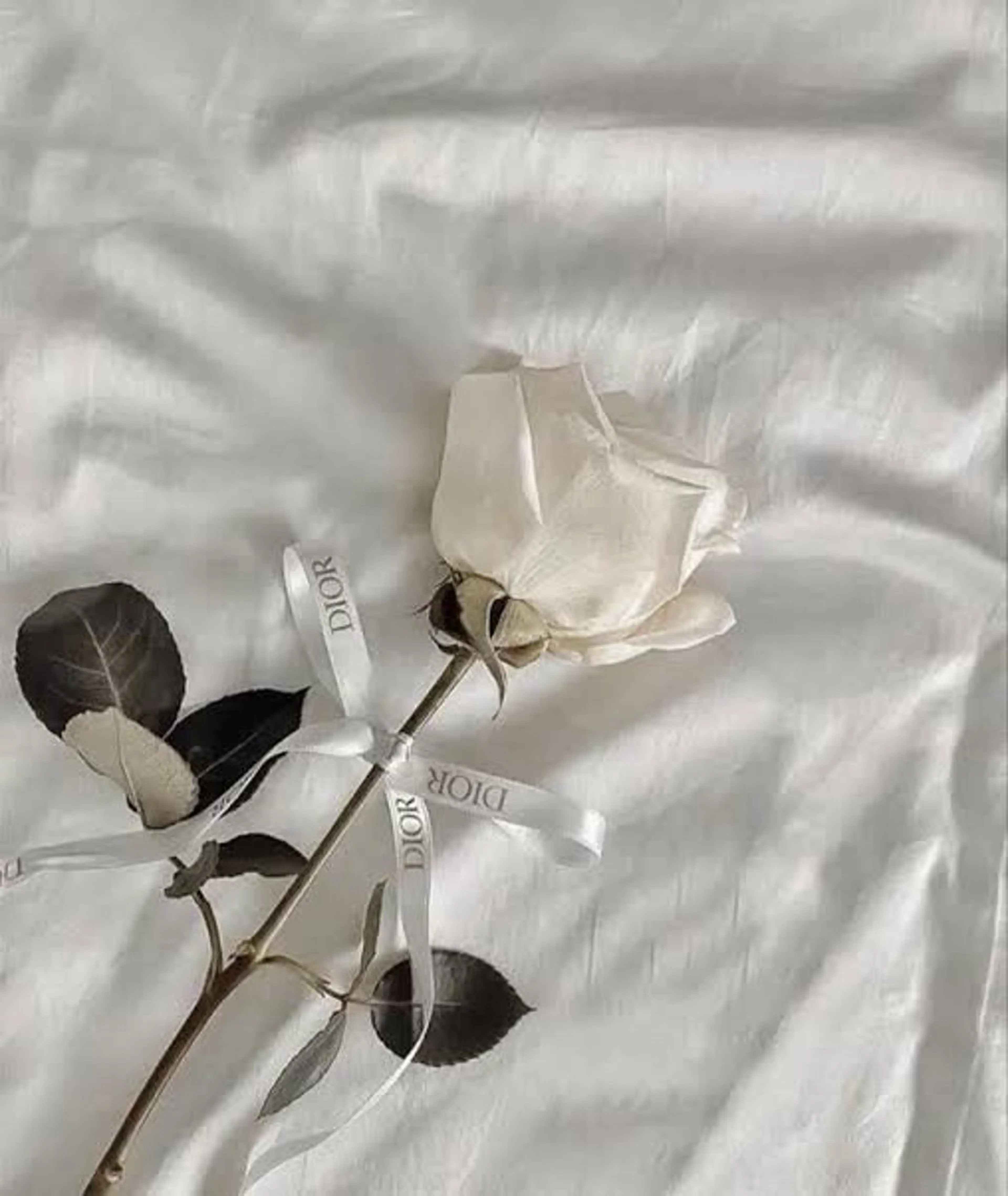 マツエク・マツパ 十文字 りょうのマツエク・マツパデザイン