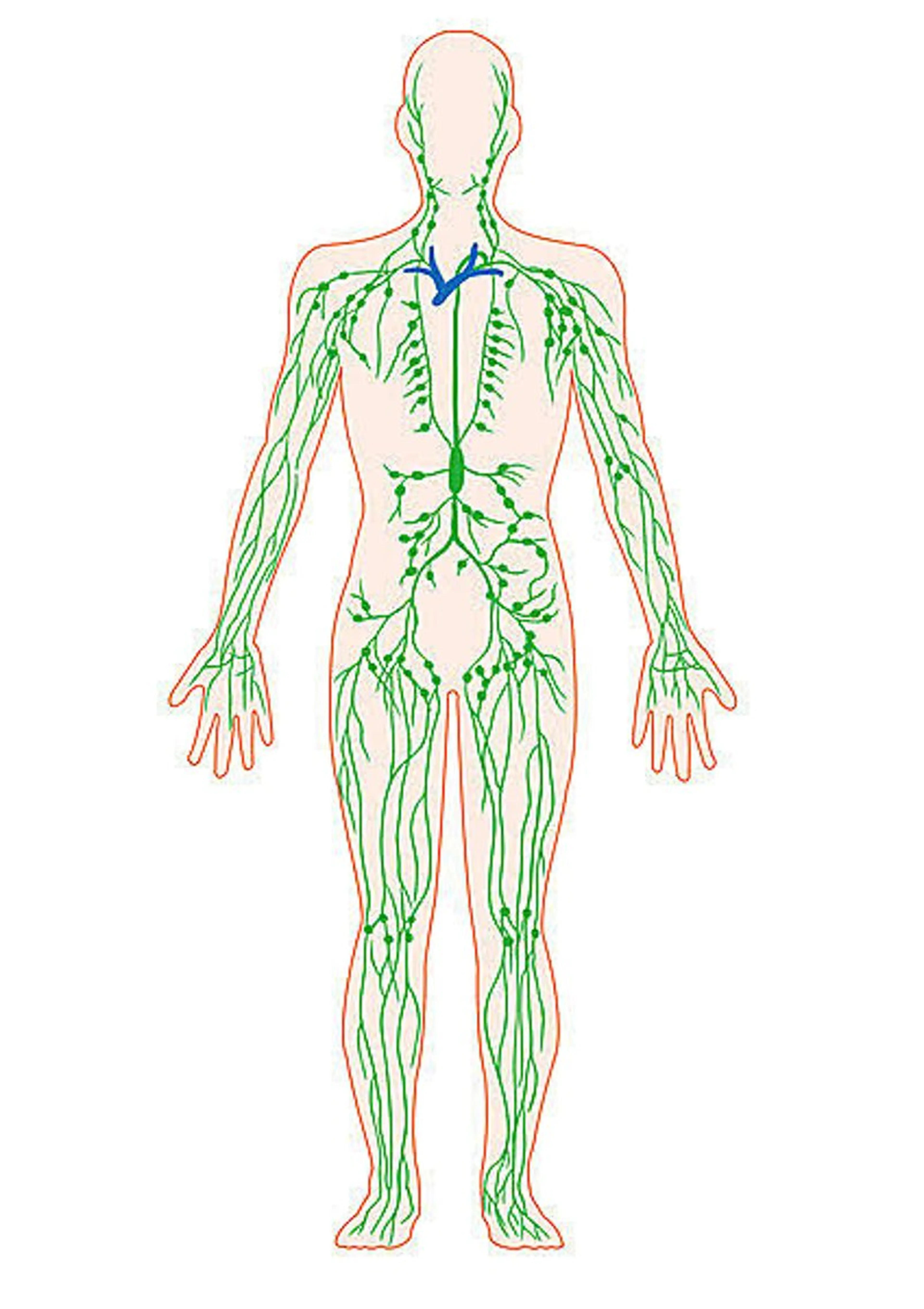 香りの家ローズマリー 🌿アロマリンパのエステ・リラクイメージ
