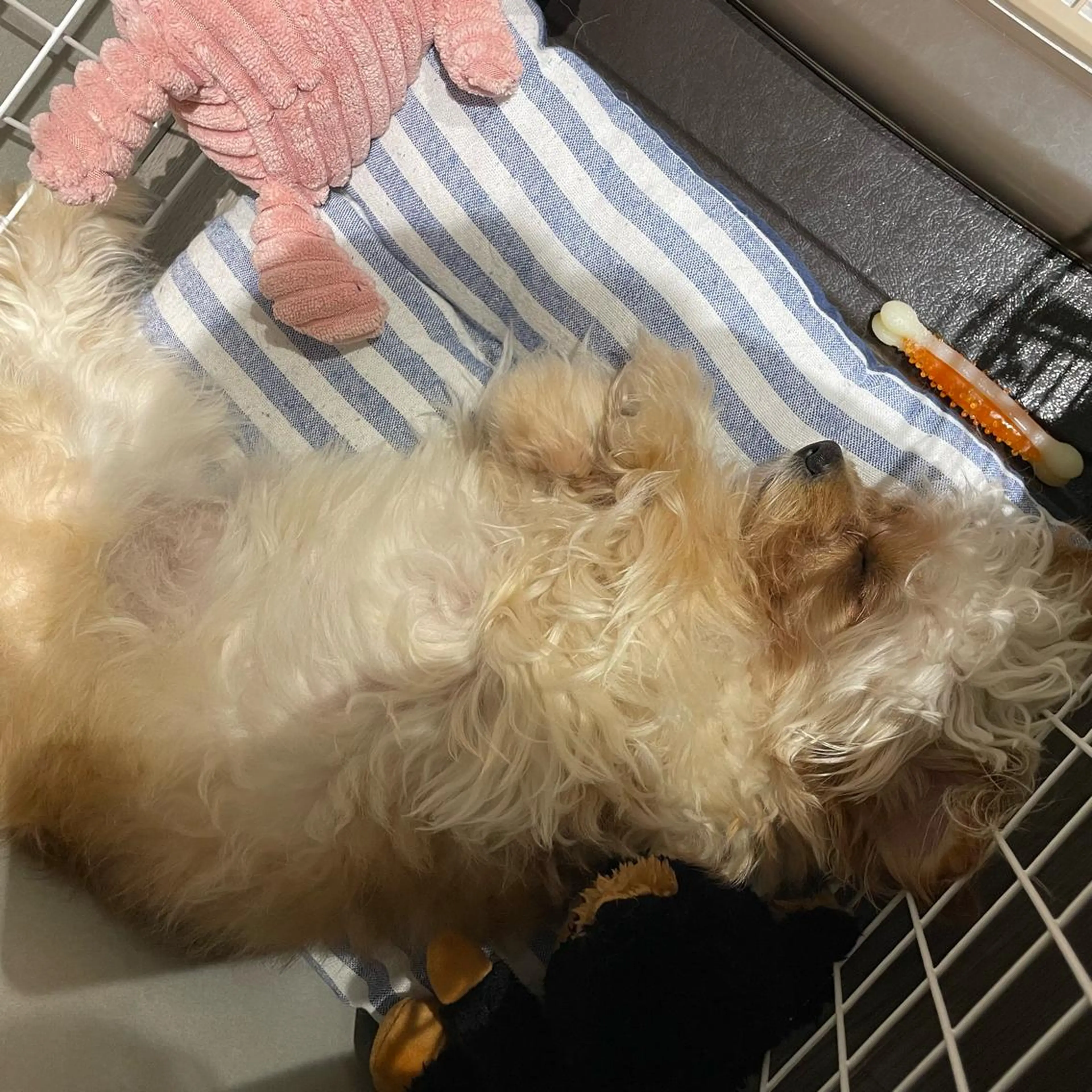 カラー 韓国風/オシャレ /縮毛矯正/滝口琴未のヘアスタイル