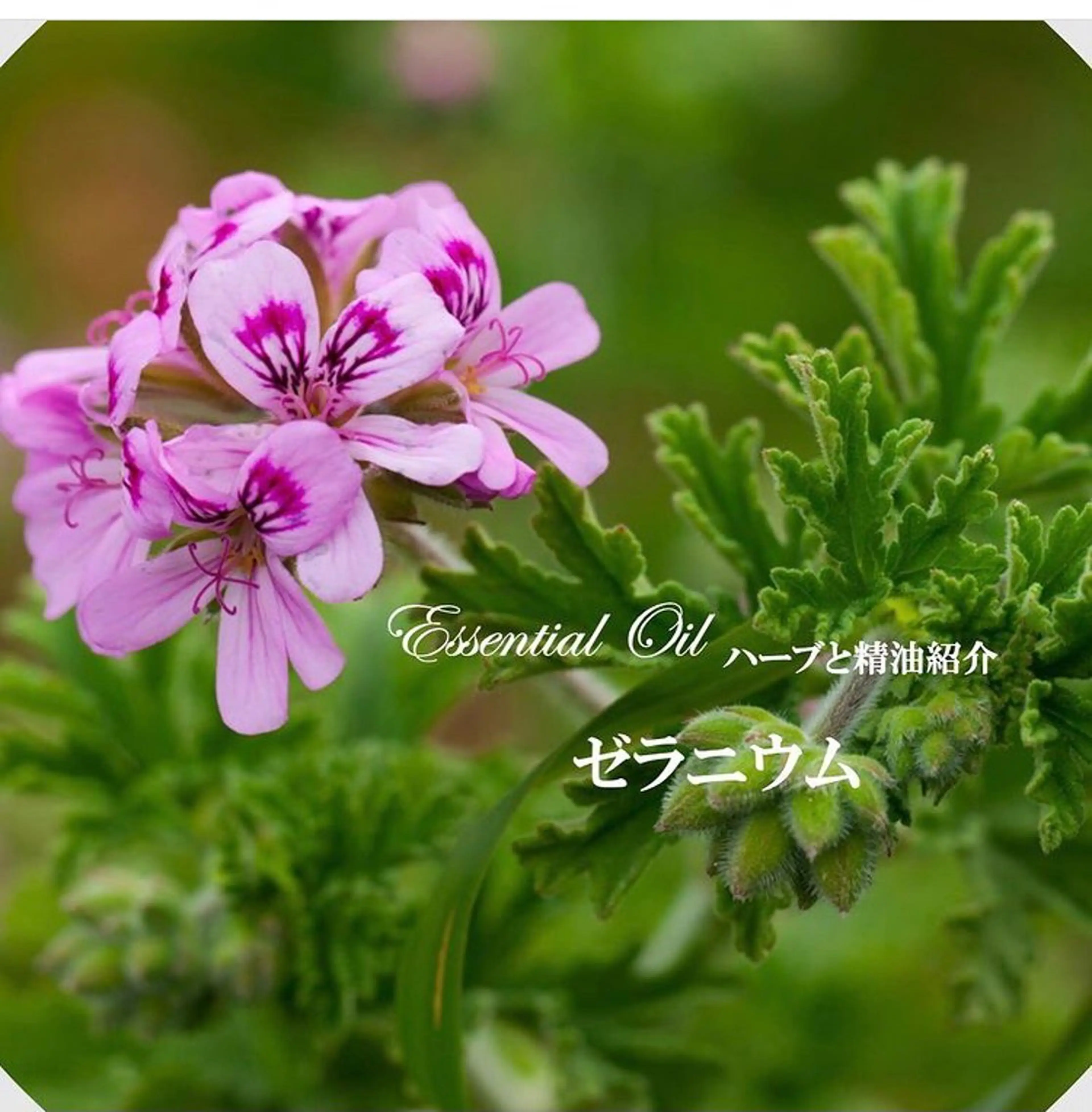 香りの家ローズマリー 🌿アロマリンパのエステ・リラクイメージ