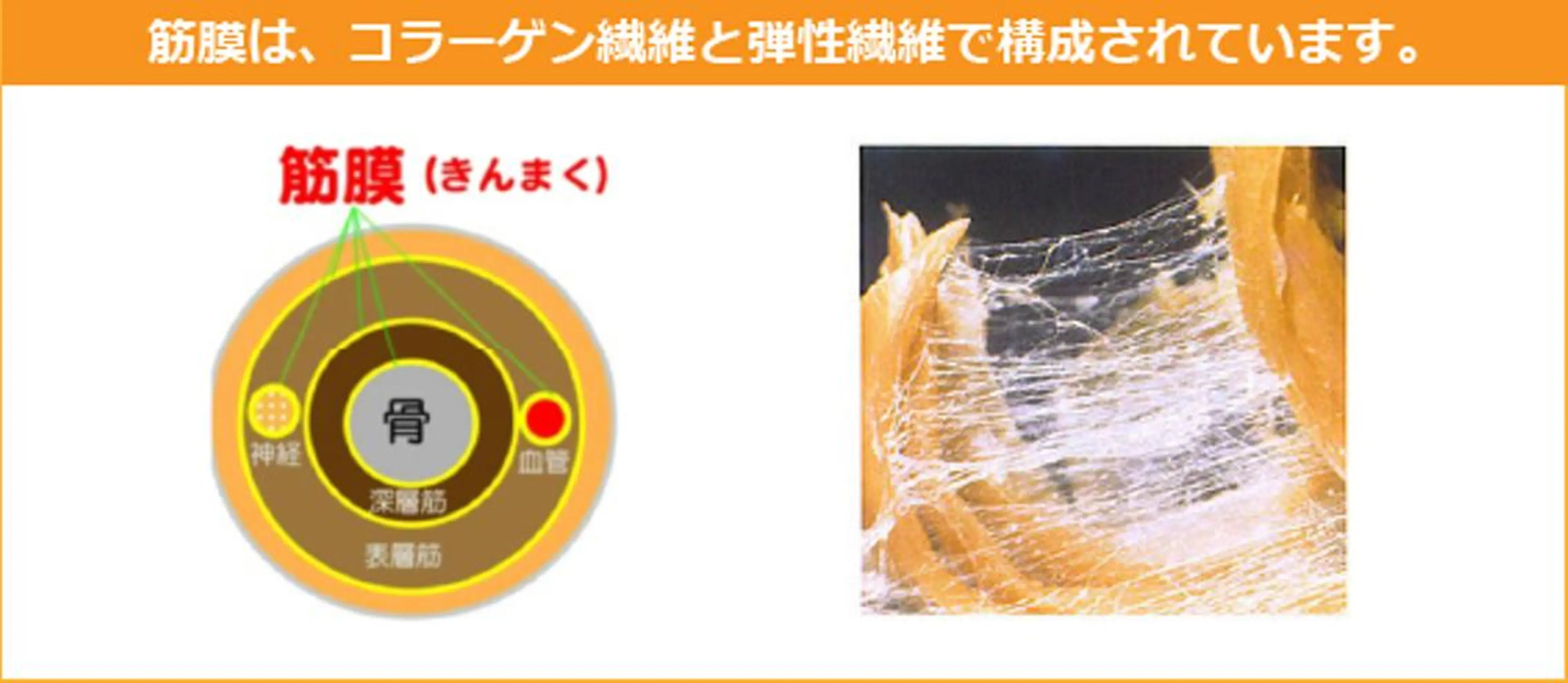 筋膜リリース専門サロン パラ・ディ所属・パラ・ ディのエステ・リラクイメージ