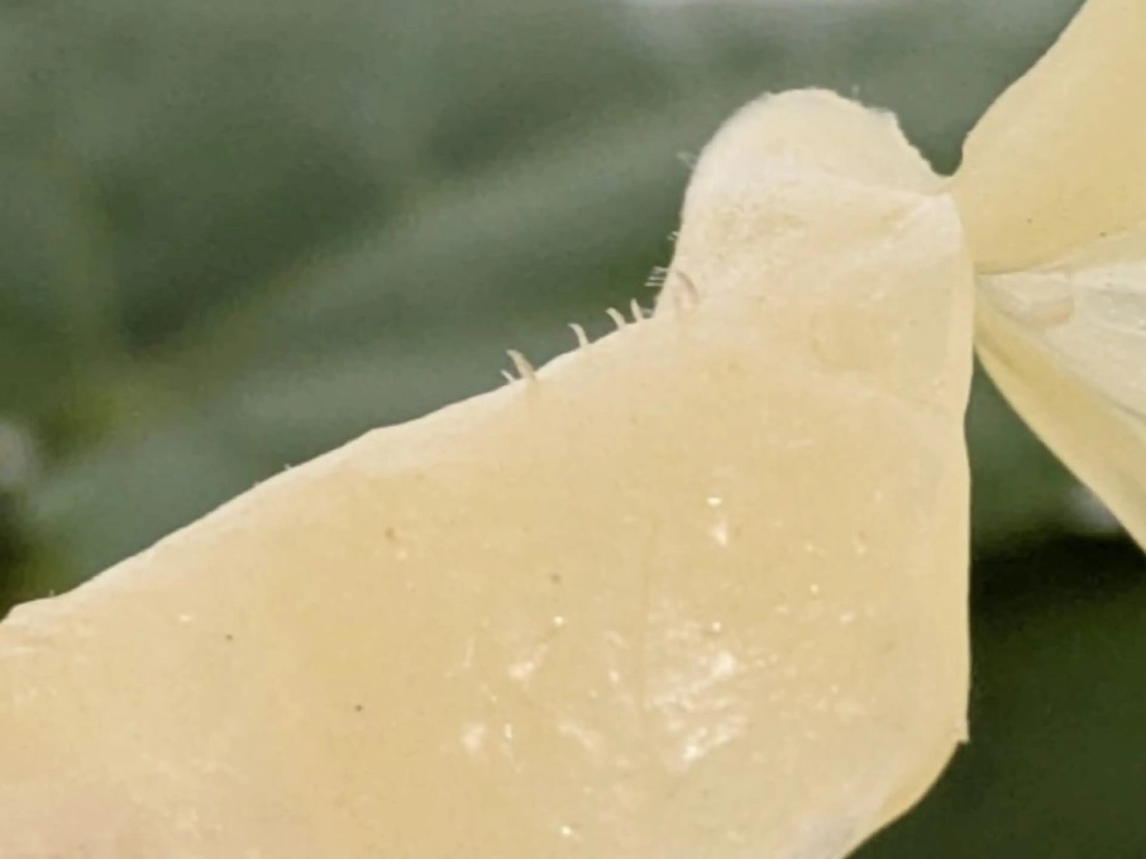 自然由来スキンケア/ 肌質改善/まつパのエステ・リラクイメージ