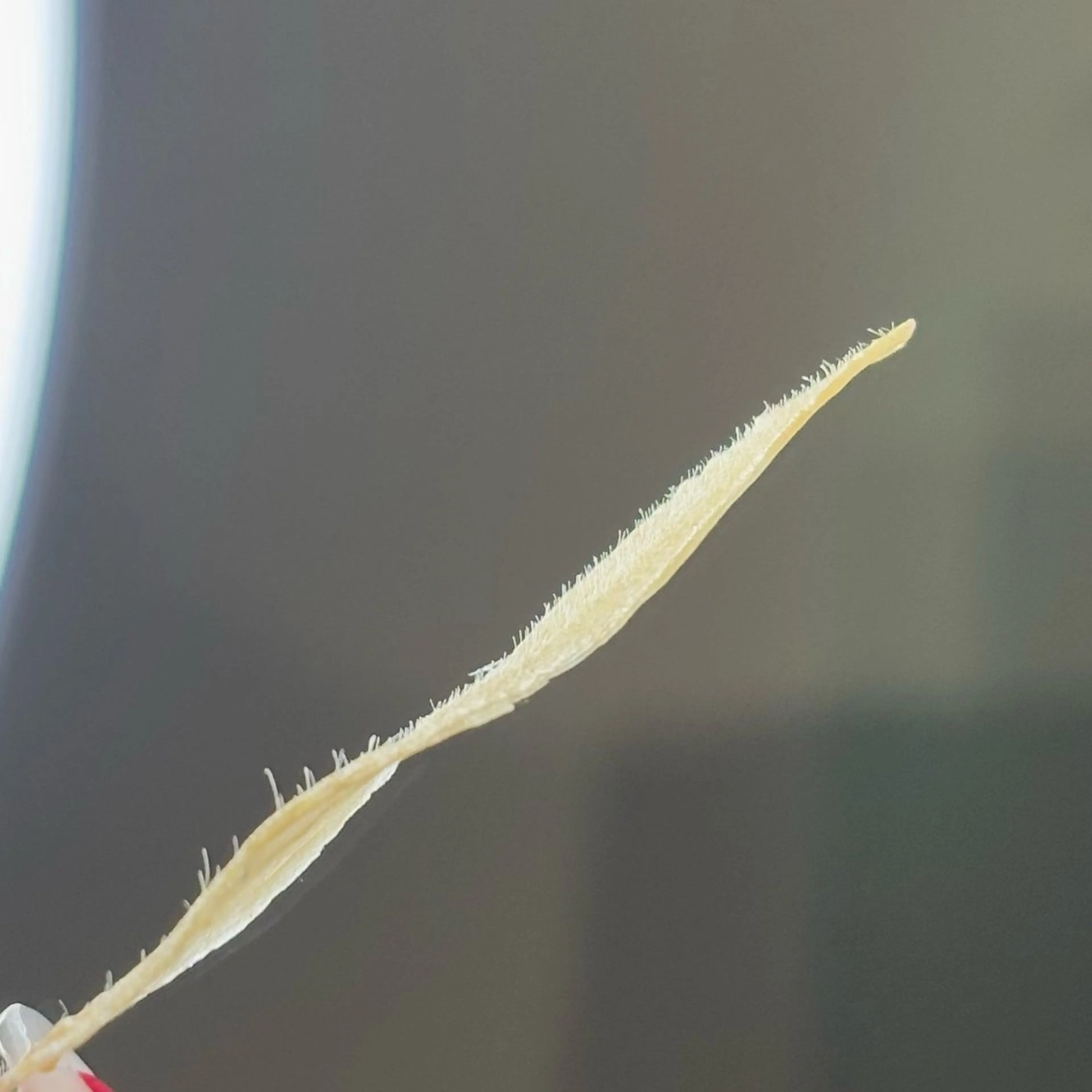 メンズ アイブロウ 眉毛ワックス脱毛 ワックス脱毛 その他(アイブロウ) 宮本 昌子の眉毛・アイブロウイメージ