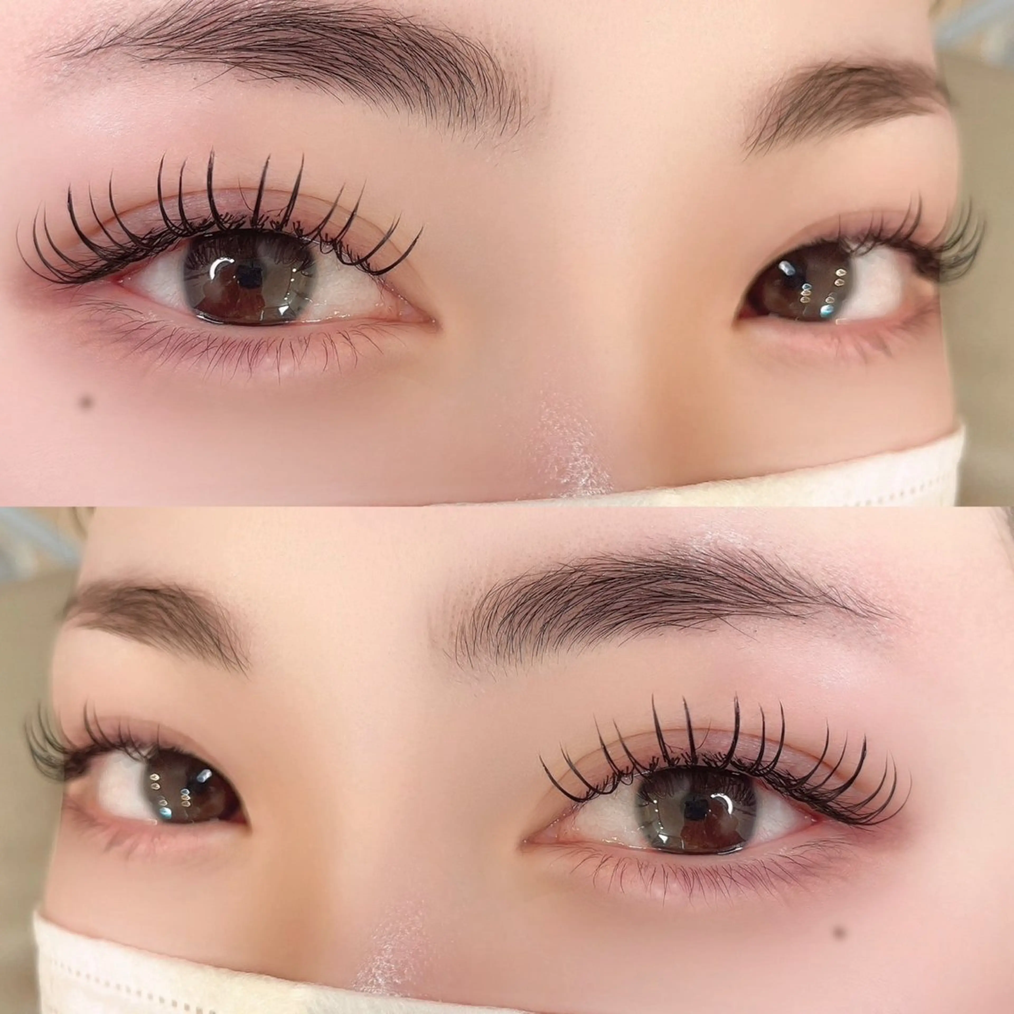 最高級セーブル~120本👀💚の写真